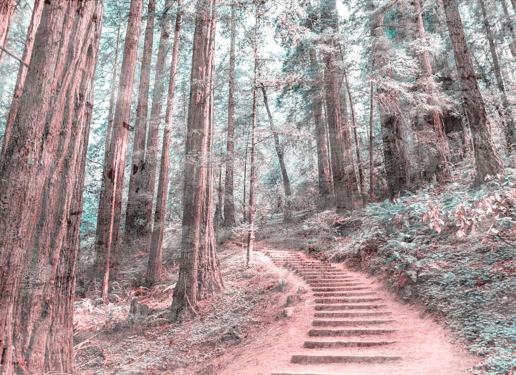             Escaleras de madera por el bosque - Marrón, verde, blanco
        