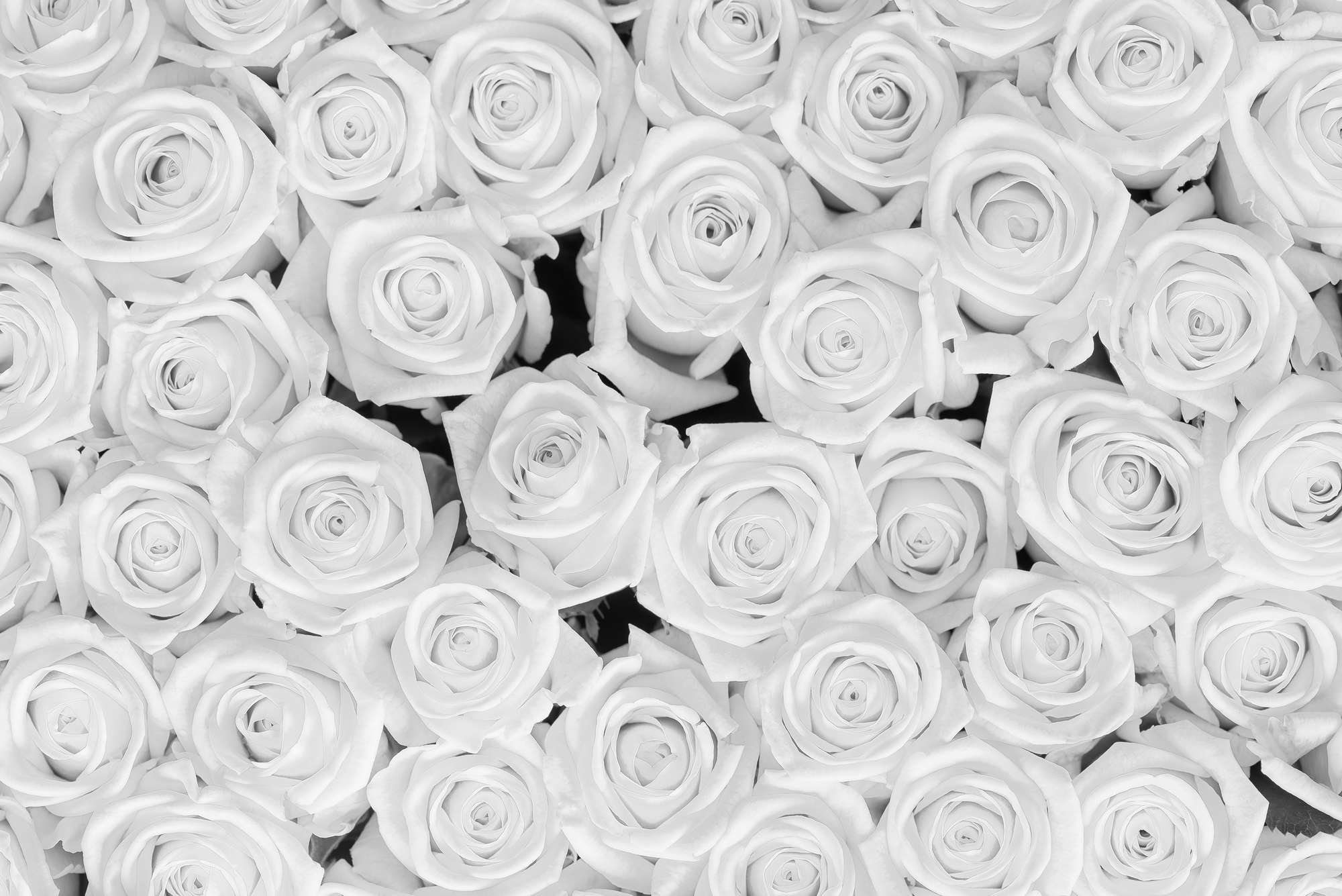             Plantas Papel pintado Rosas blancas sobre nácar liso
        