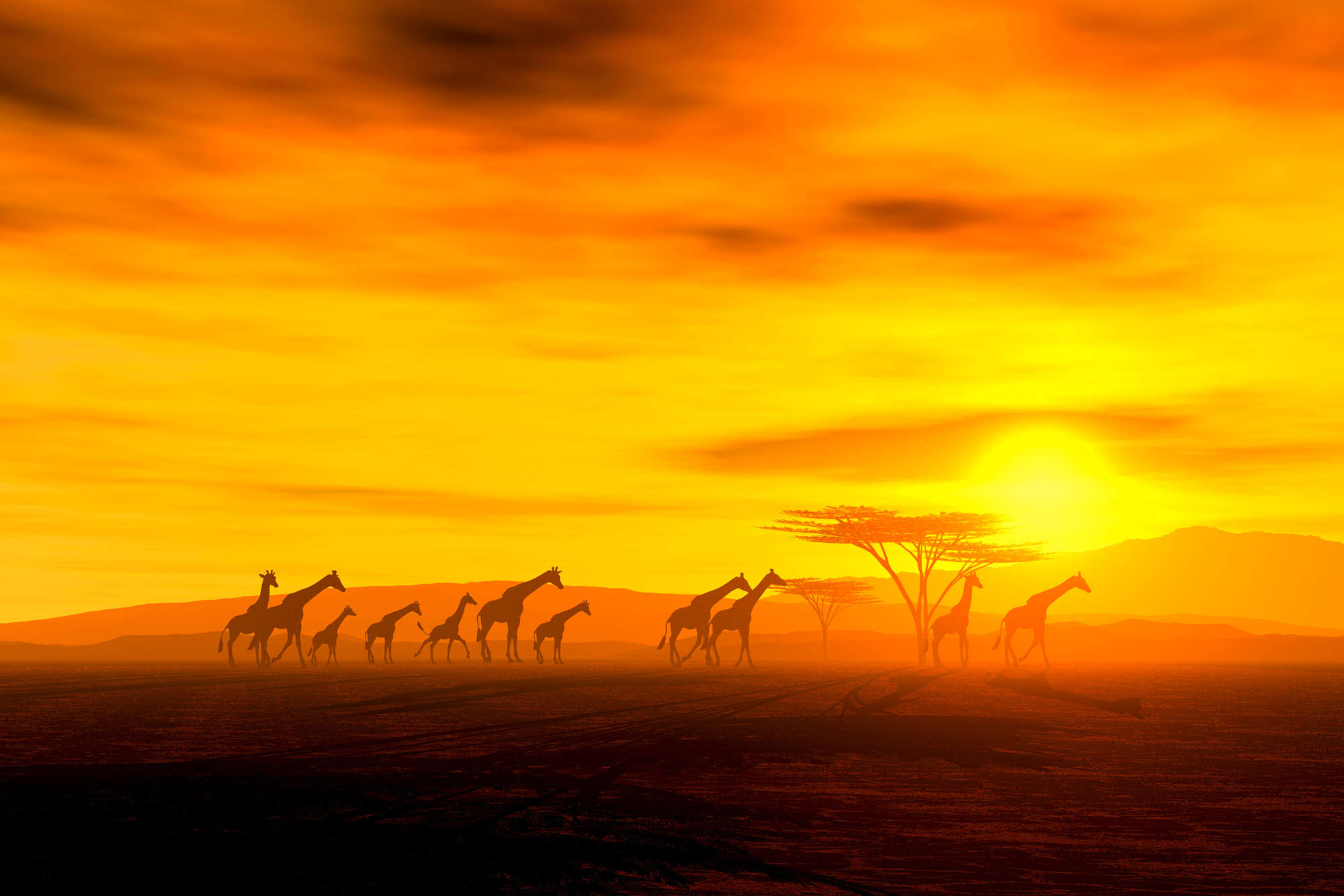             papier peint en papier Savane avec troupeau de girafes - Premium intissé lisse
        