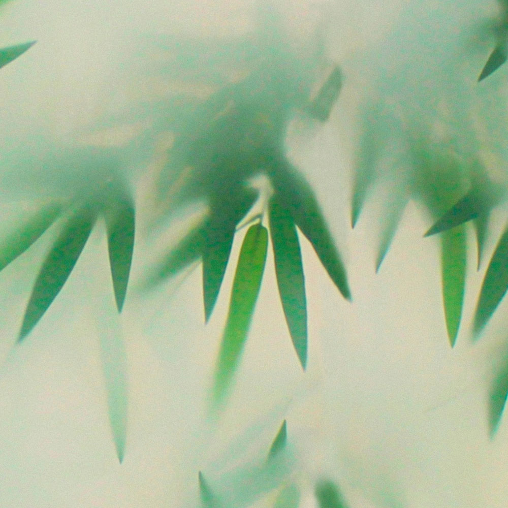             Panda Paradise 2 - green bamboo in the mist mural
        