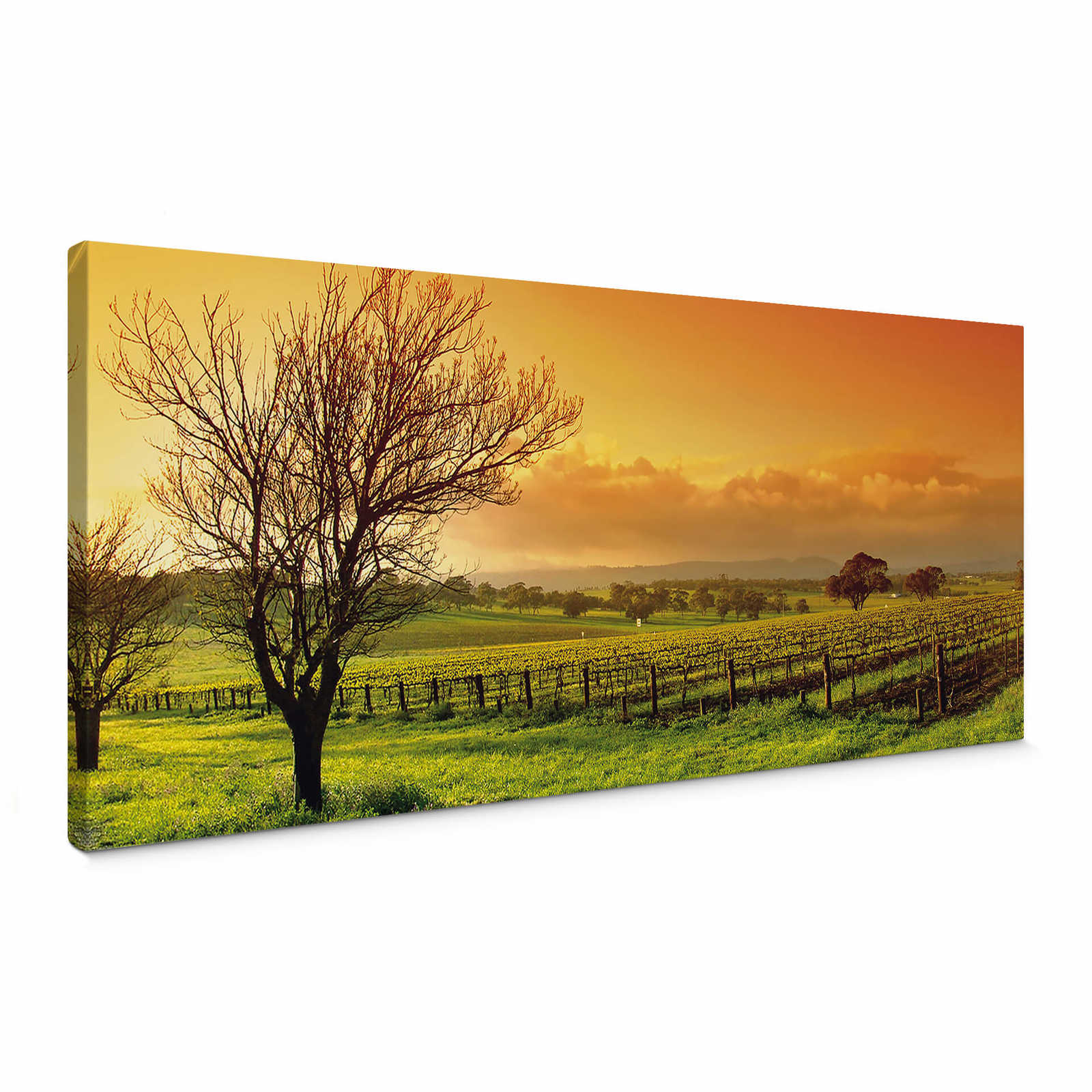 Canvas print vineyards at sunrise – green, orange
