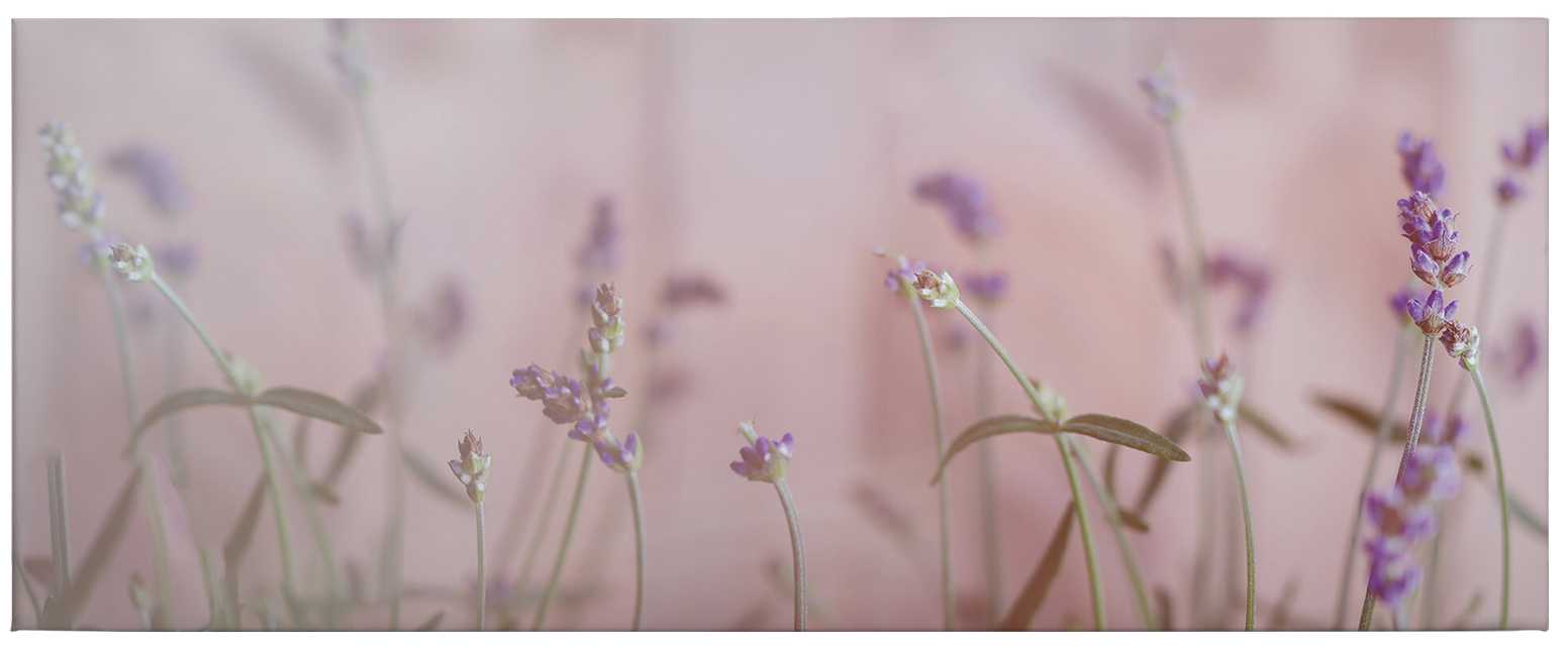             Panoramic print flower meadow with lavender blossoms
        