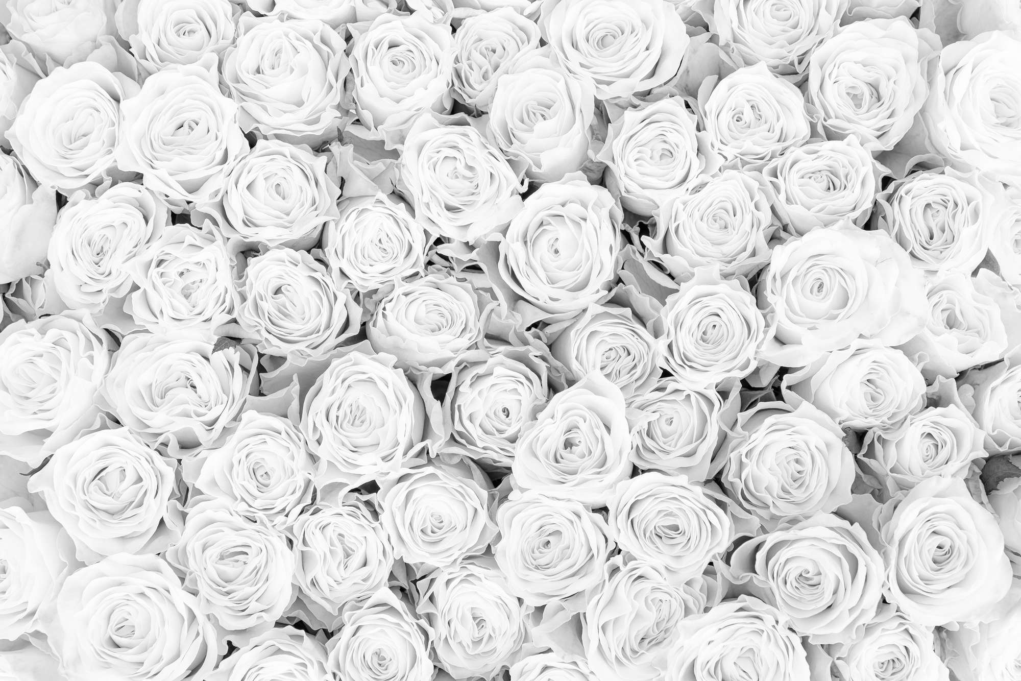             Plants mural white roses on matt smooth fleece
        