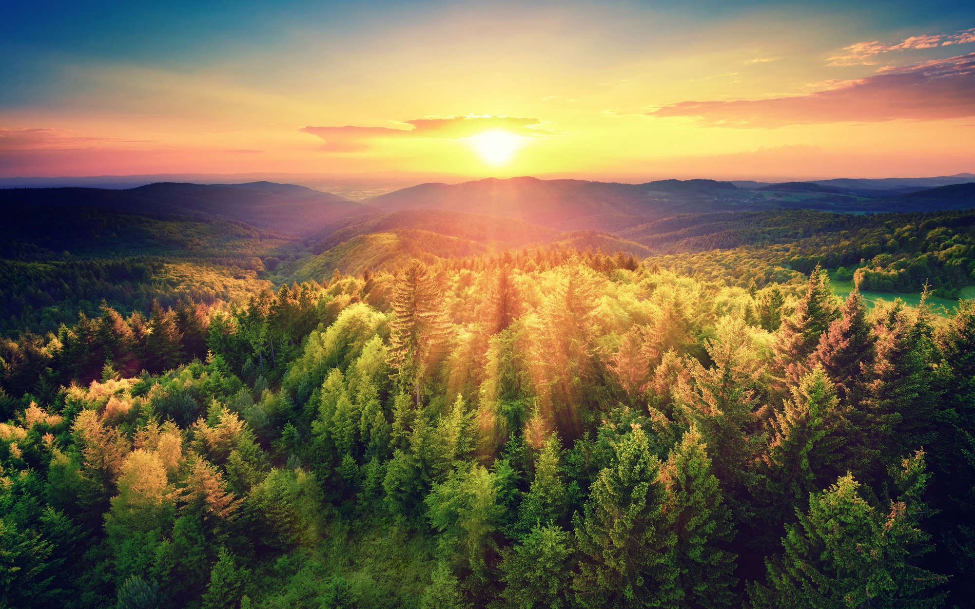             Carta da parati natura Foresta al tramonto - Vello liscio opaco
        