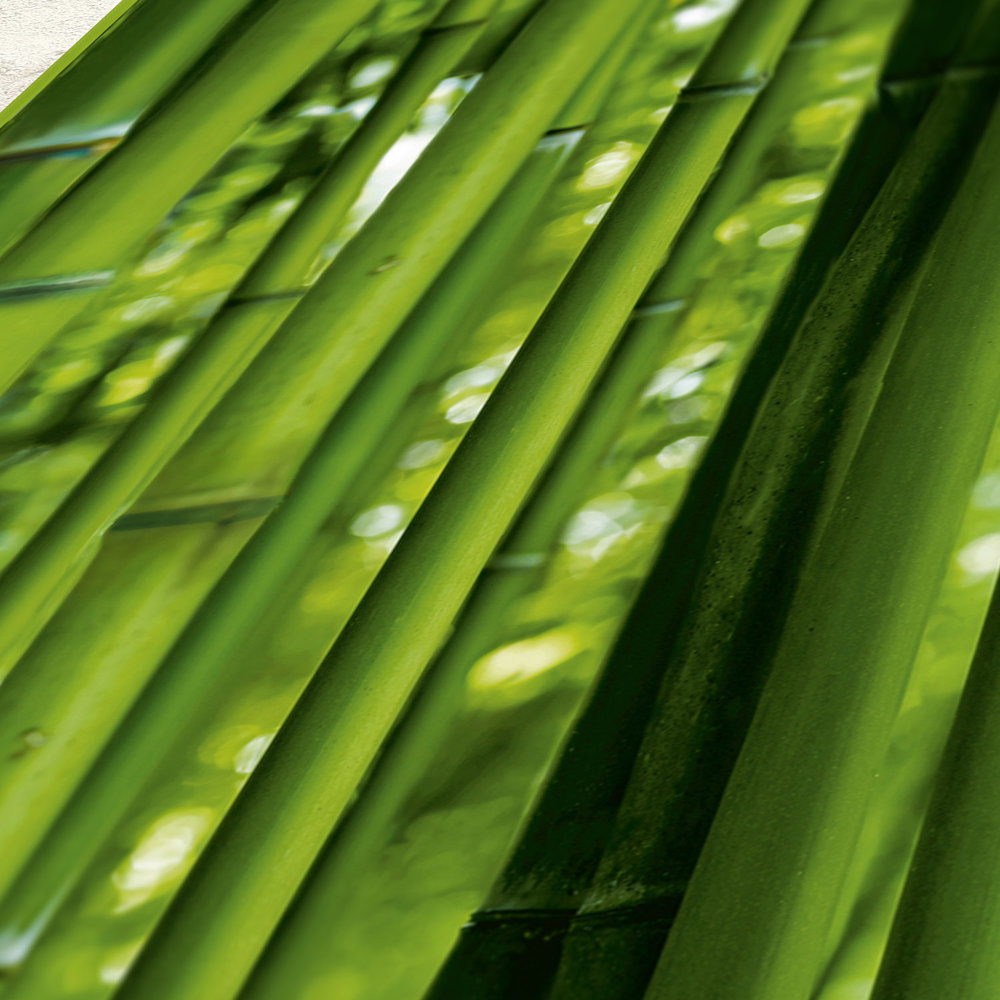             Pannello di carta da parati pop-up autoadesivo con foresta di bambù - Verde
        