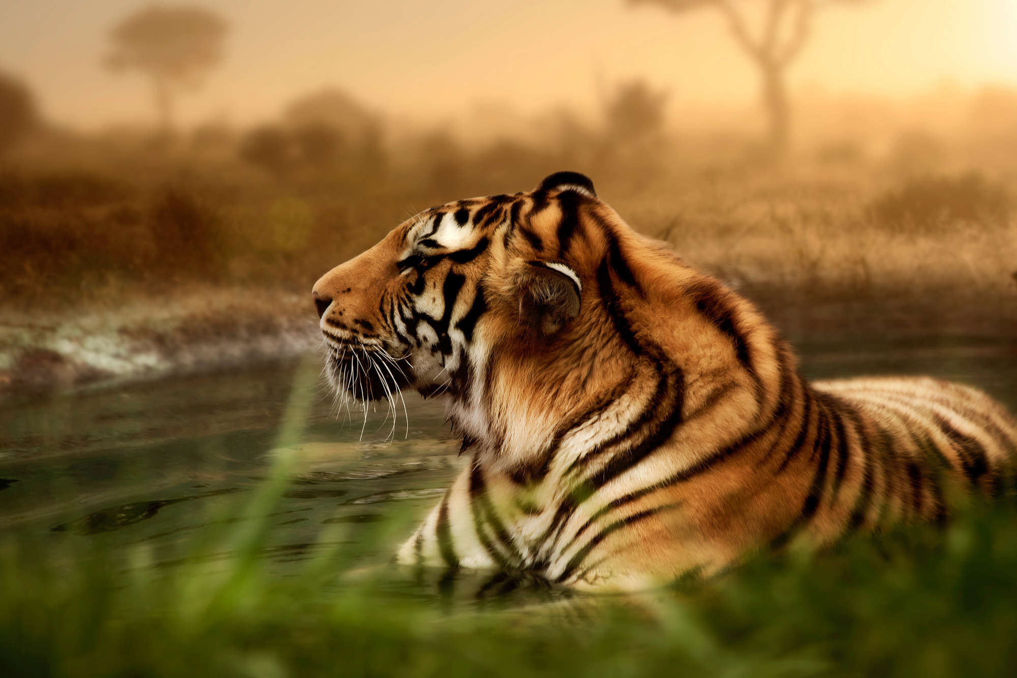             Papier peint tigre en pleine nature sur intissé lisse nacré
        