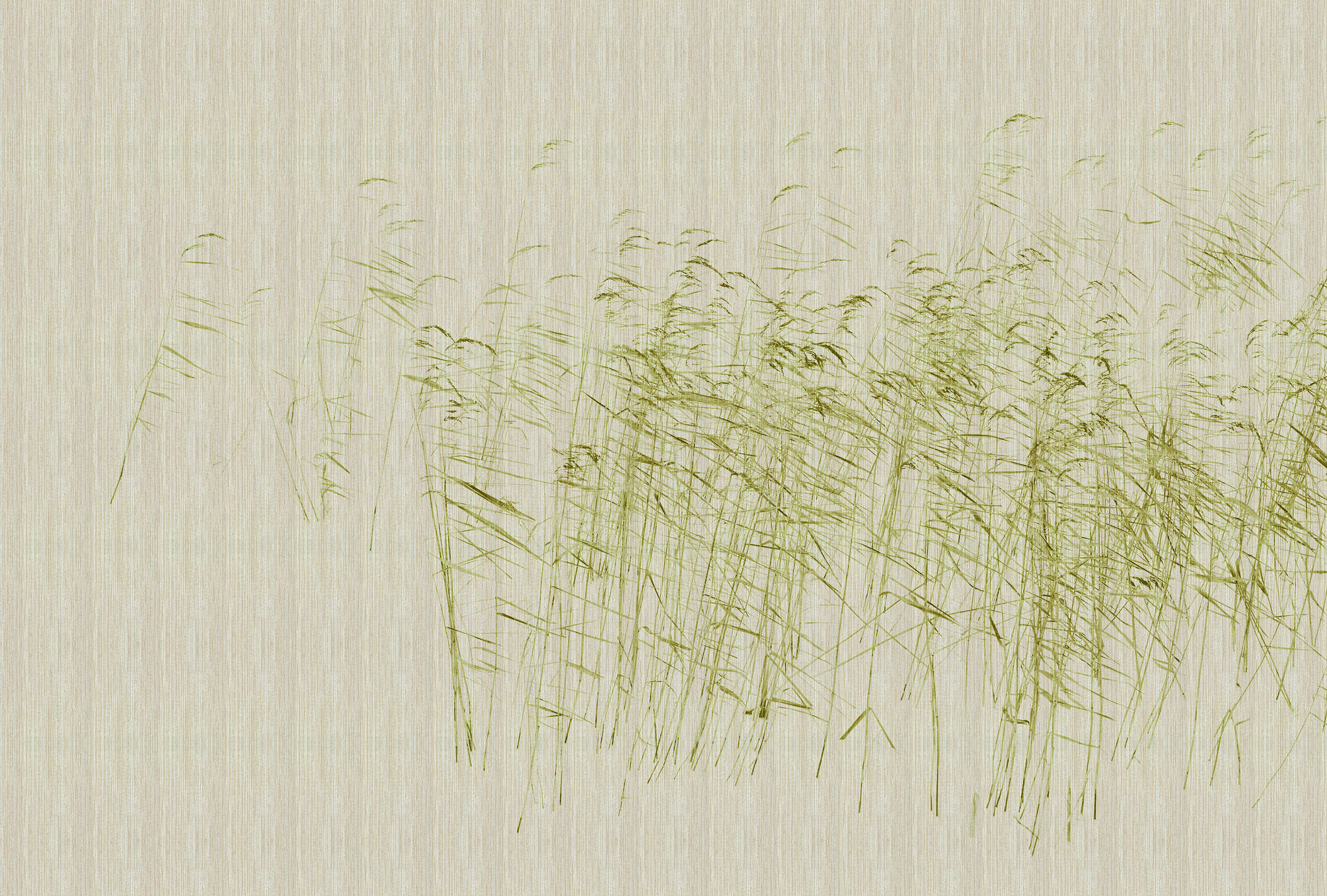             Allo stagno 1 - Natura Wallpaper steli di canna verde allo stagno
        
