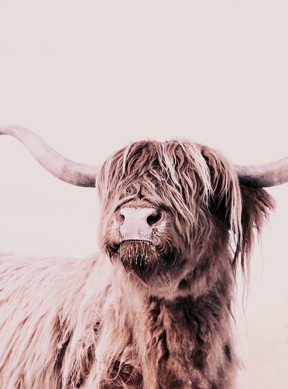             Carta da parati con ritratto di bestiame delle Highlands in stile seppia
        