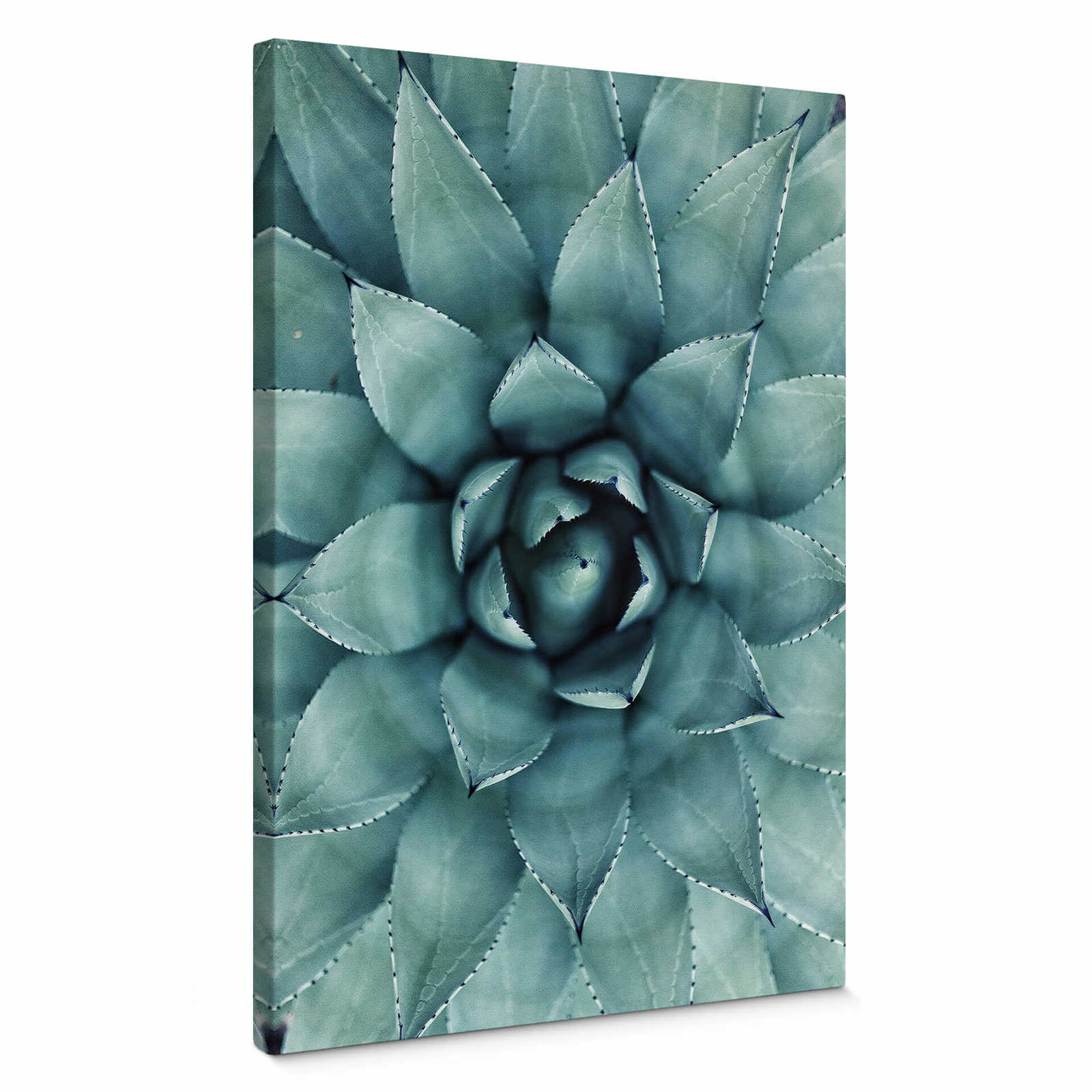         Canvas print Agave from above – green
    