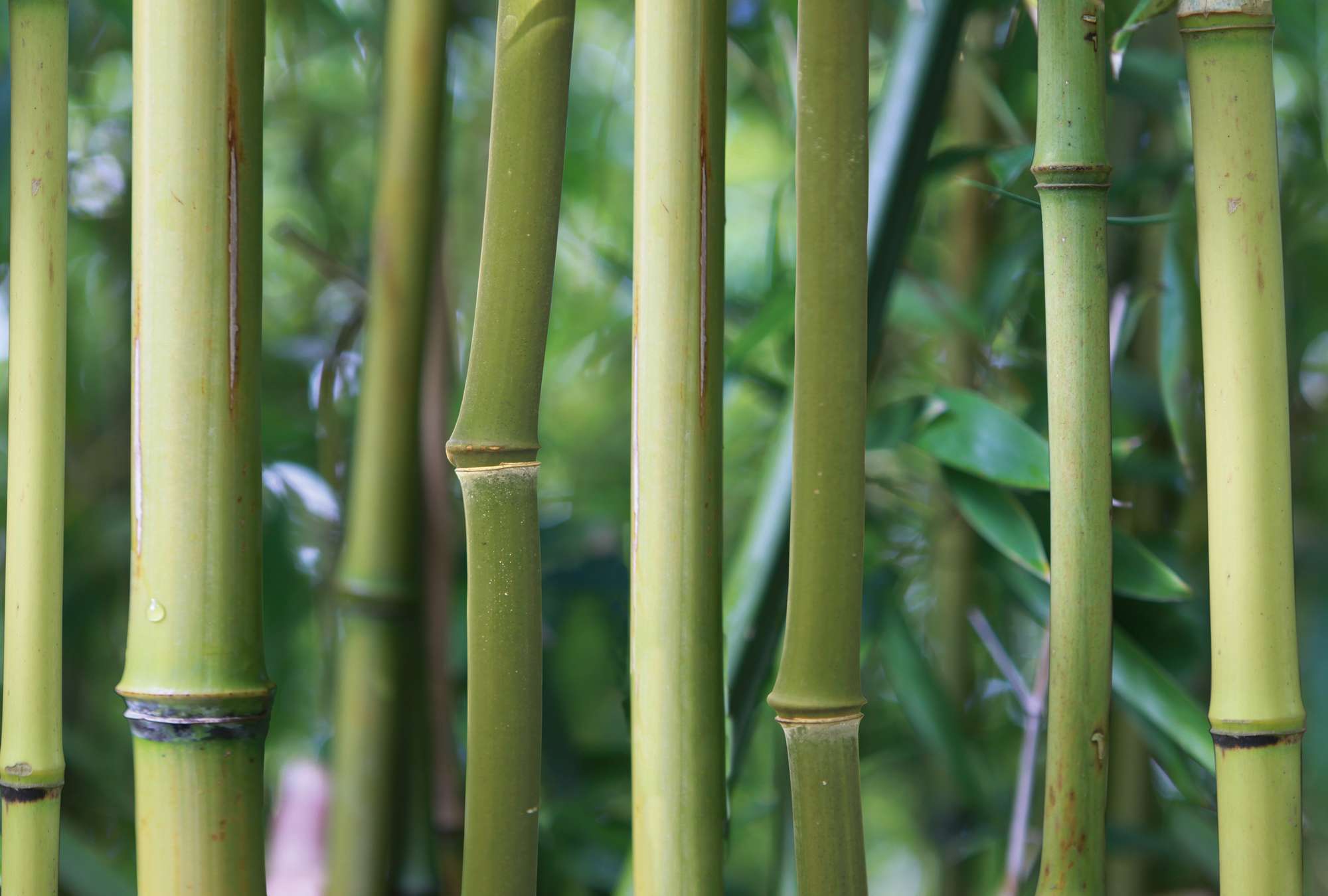             Papel pintado de bambú Bosque de bambú con vista detallada
        