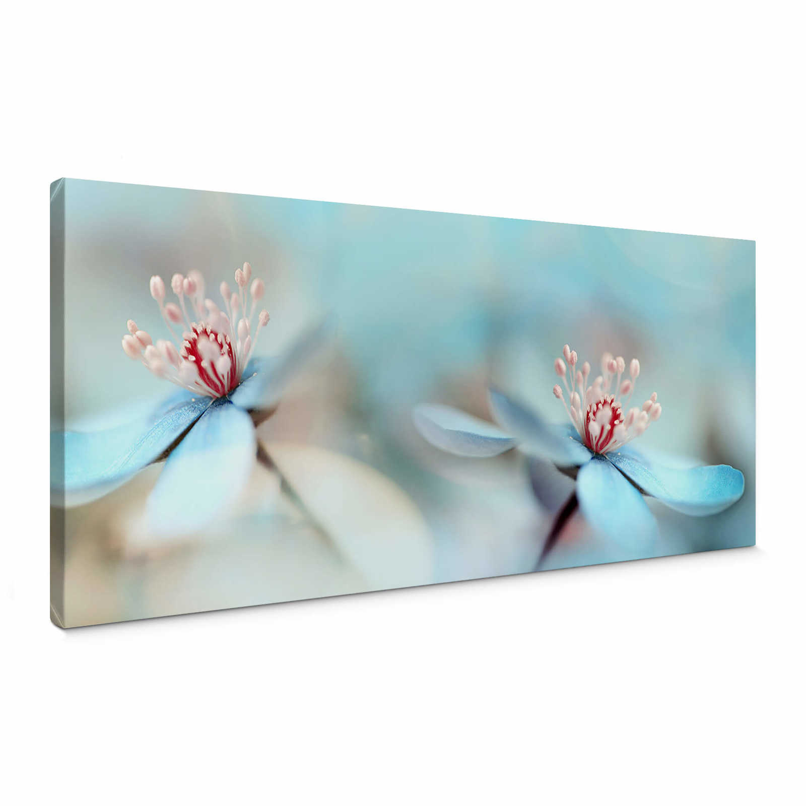         Canvas print flower close-up white and pink by Westum
    