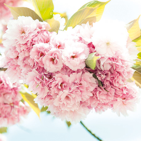 Lente, roze - Delicate bloemen in 3D-look en XXL-formaat
