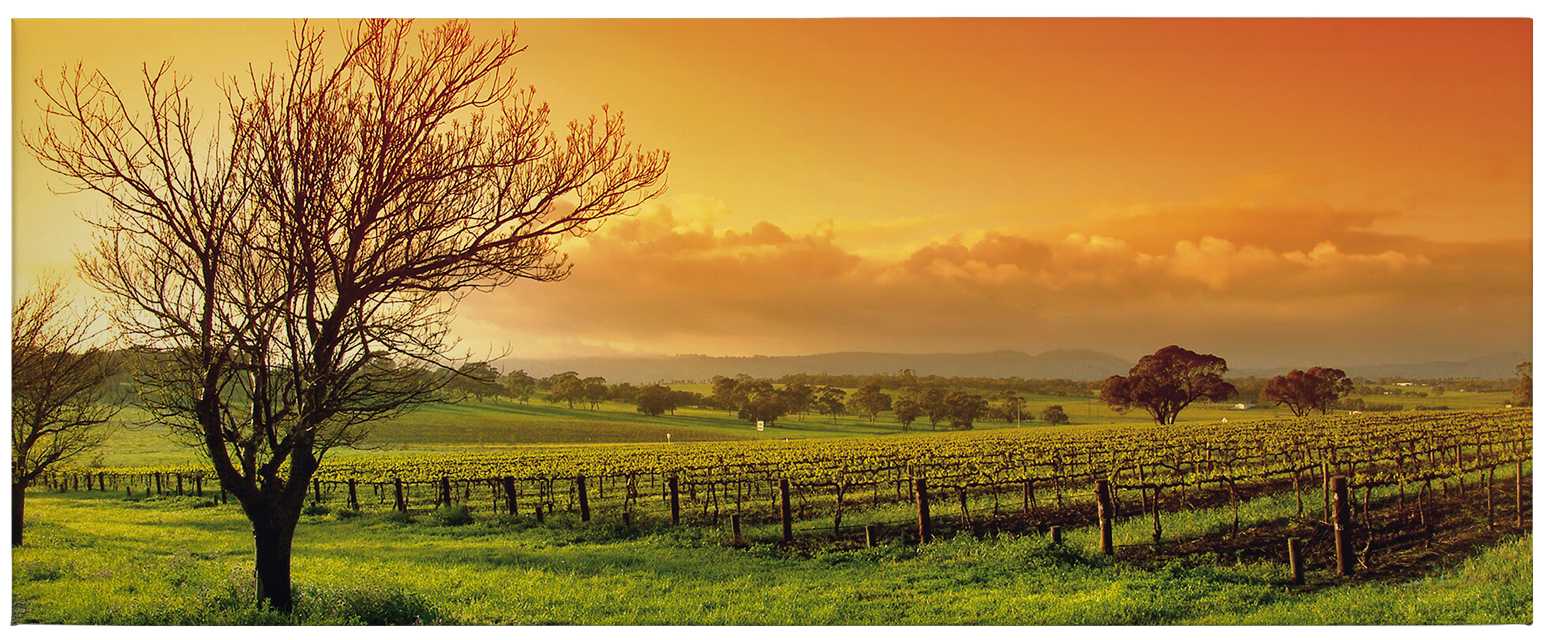             Canvas print vineyards at sunrise – green, orange
        