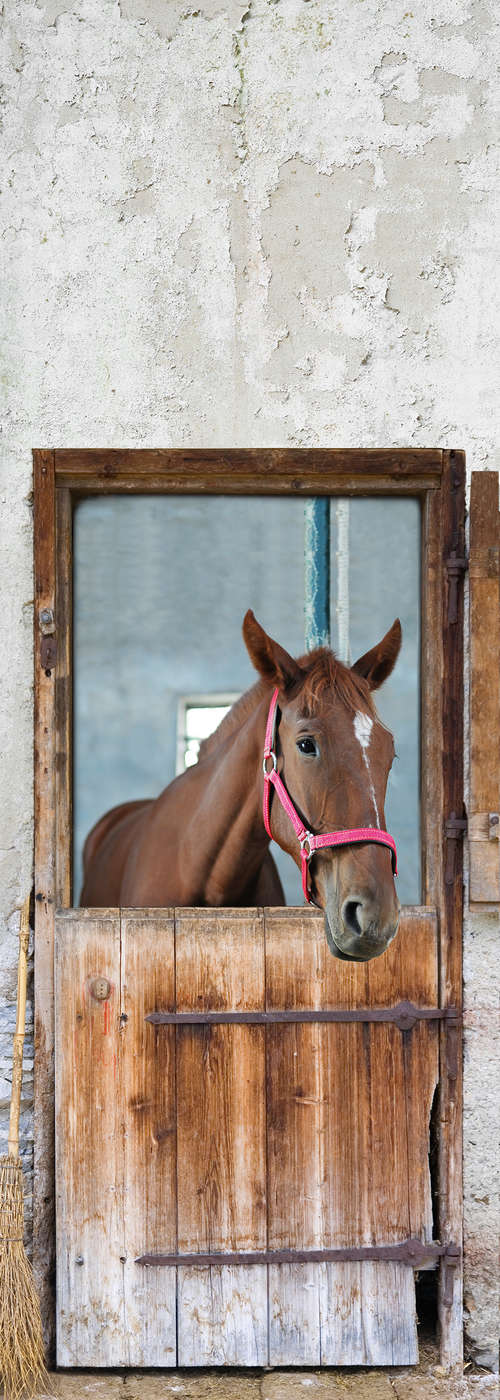             Modern fotobehang schuurdeur met paard op premium gladde vlieseline
        