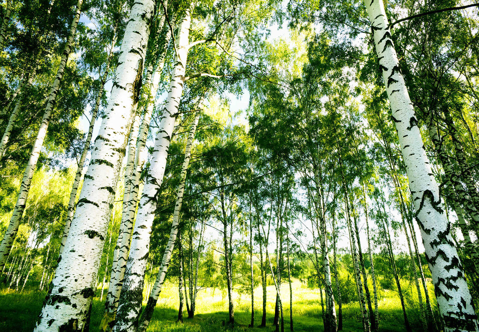         Birch forest mural trees sunshine
    