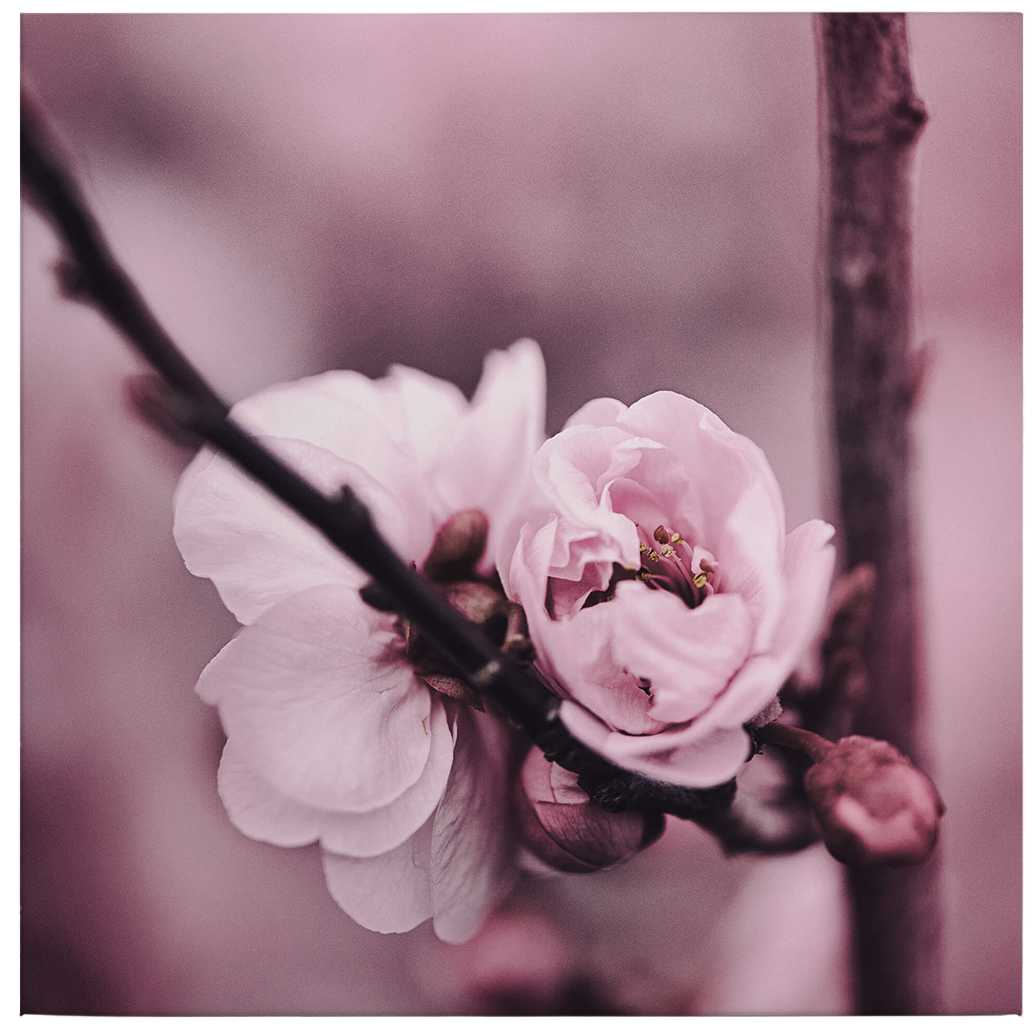             Square canvas print flower bud – pink
        