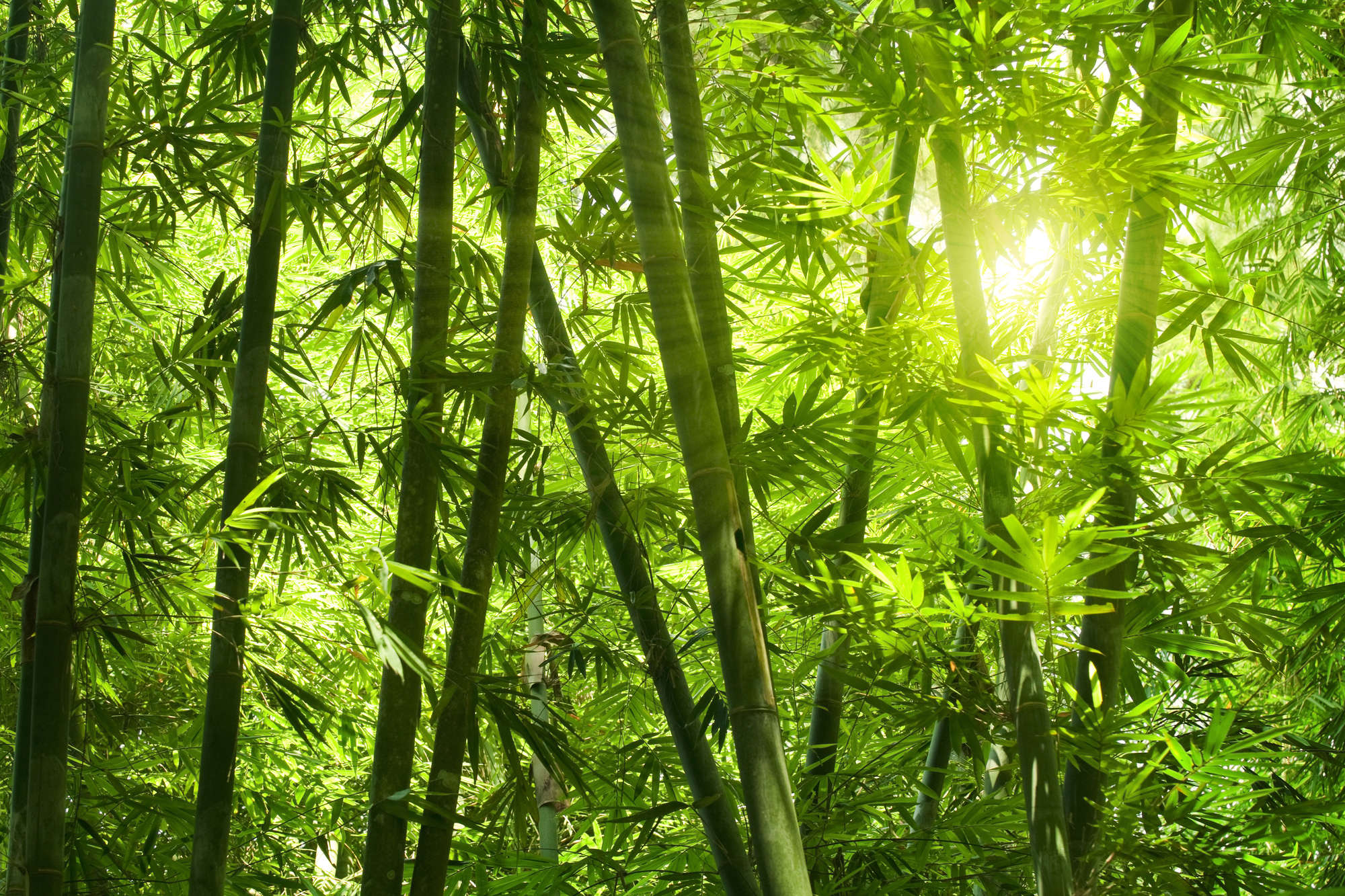             Natuurbehang bamboebos motief op parelmoer glad vlies
        
