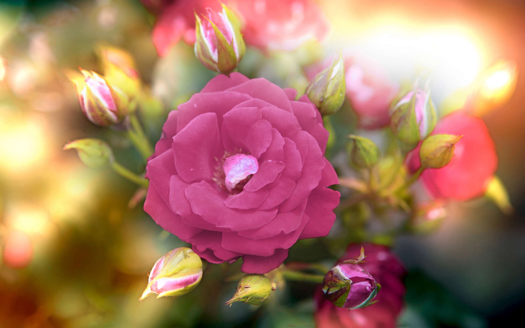             Photo wallpaper Flower with blossom in pink - Matt smooth fleece
        