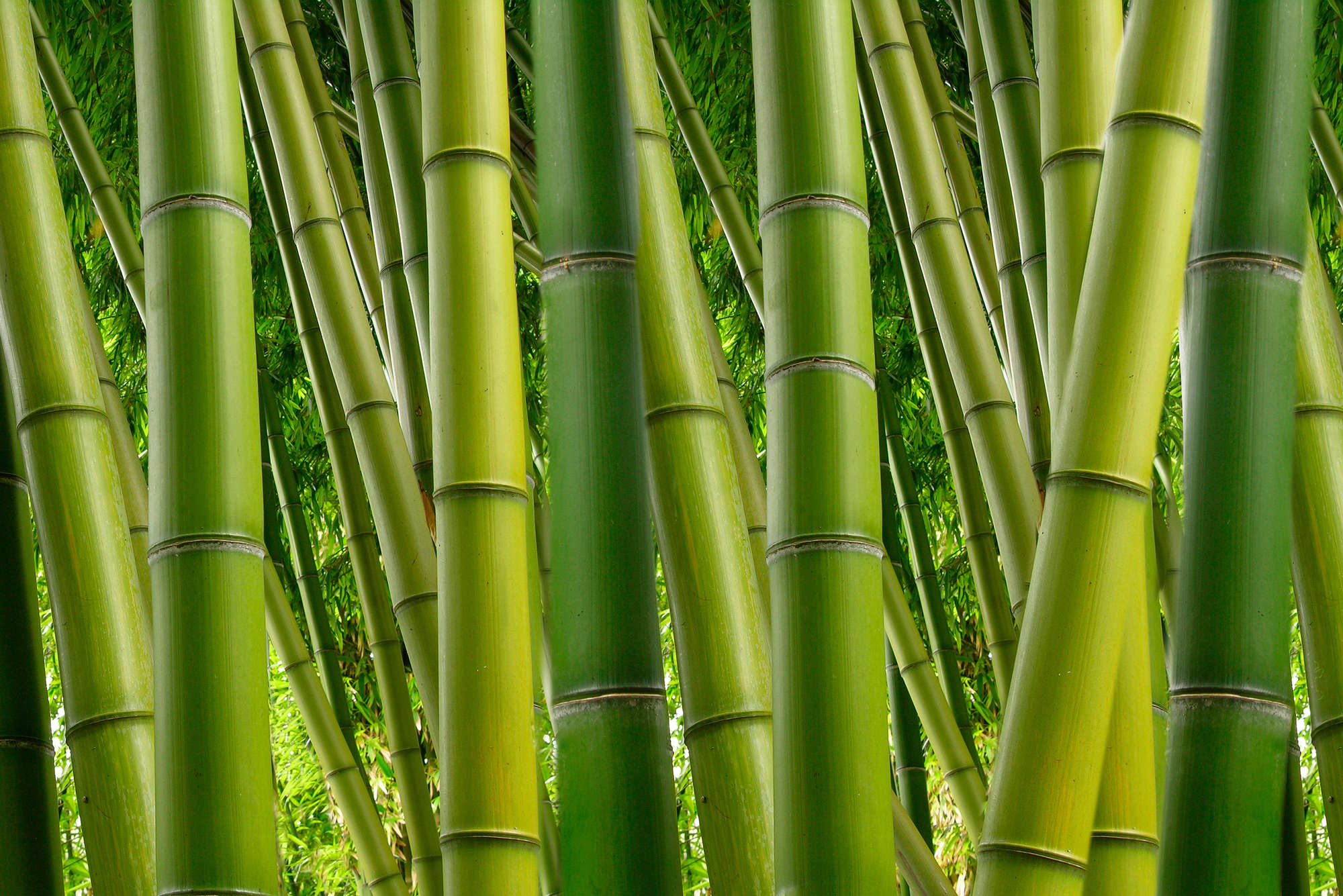            Natuurbehang bamboebos motief op parelmoer glad vlies
        