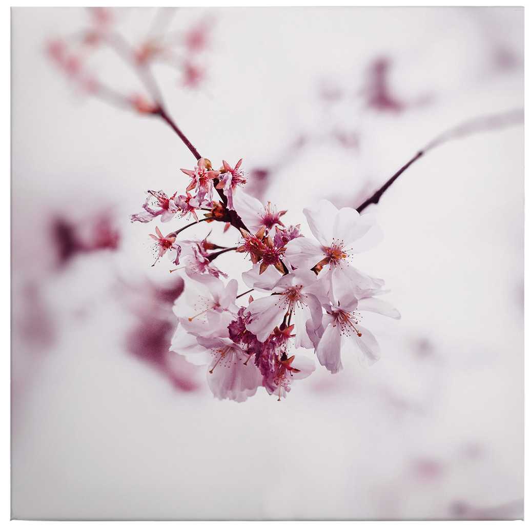             Cherry blossom on square canvas print – pink, white
        