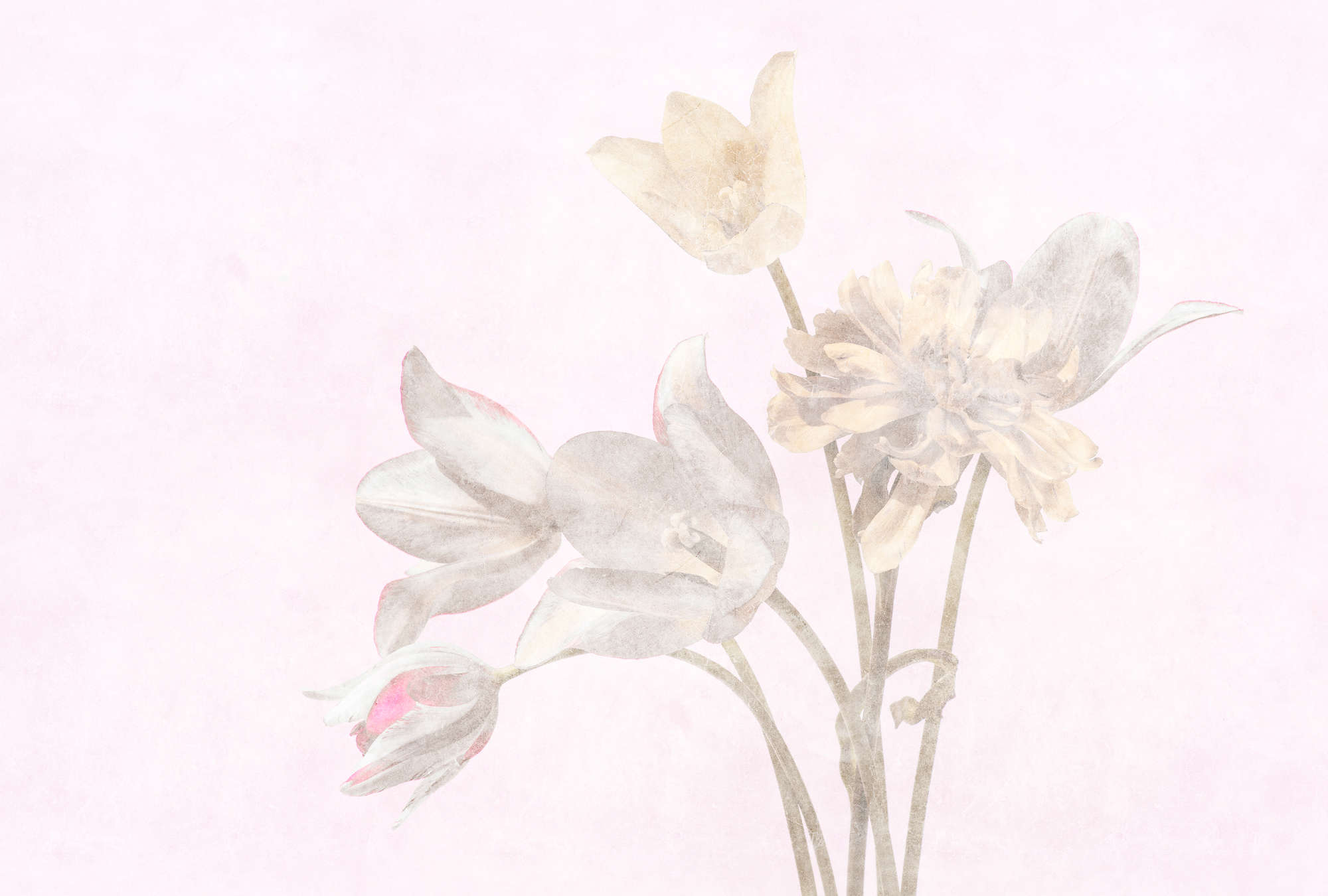             Habitación matutina 1 - Papel pintado de fotos de flores florecidas en estilo descolorido
        