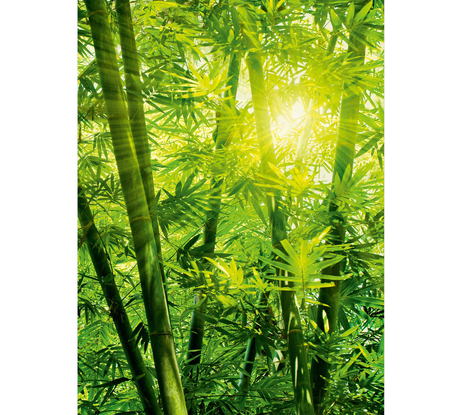         Bamboo mural jungle in the sunshine - green
    
