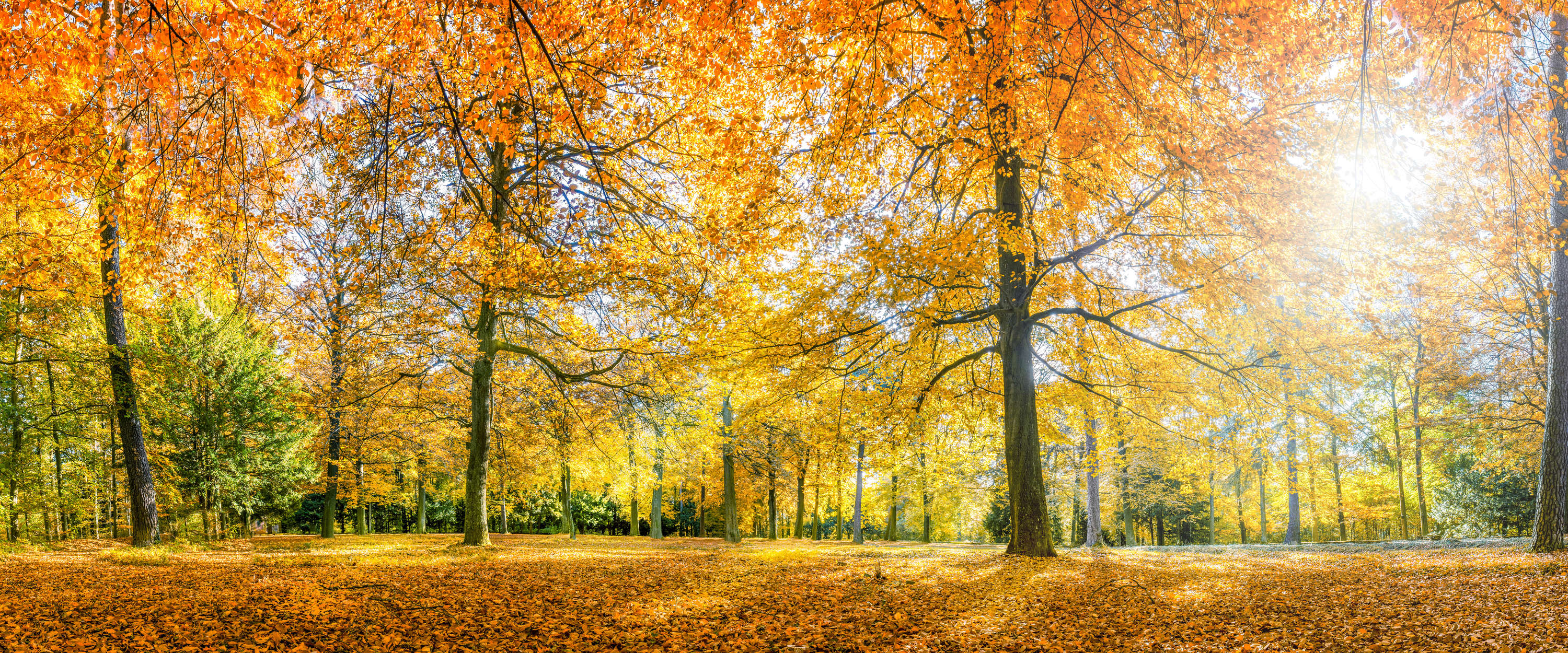             Fotomurali Foresta in autunno con alberi decidui gialli
        