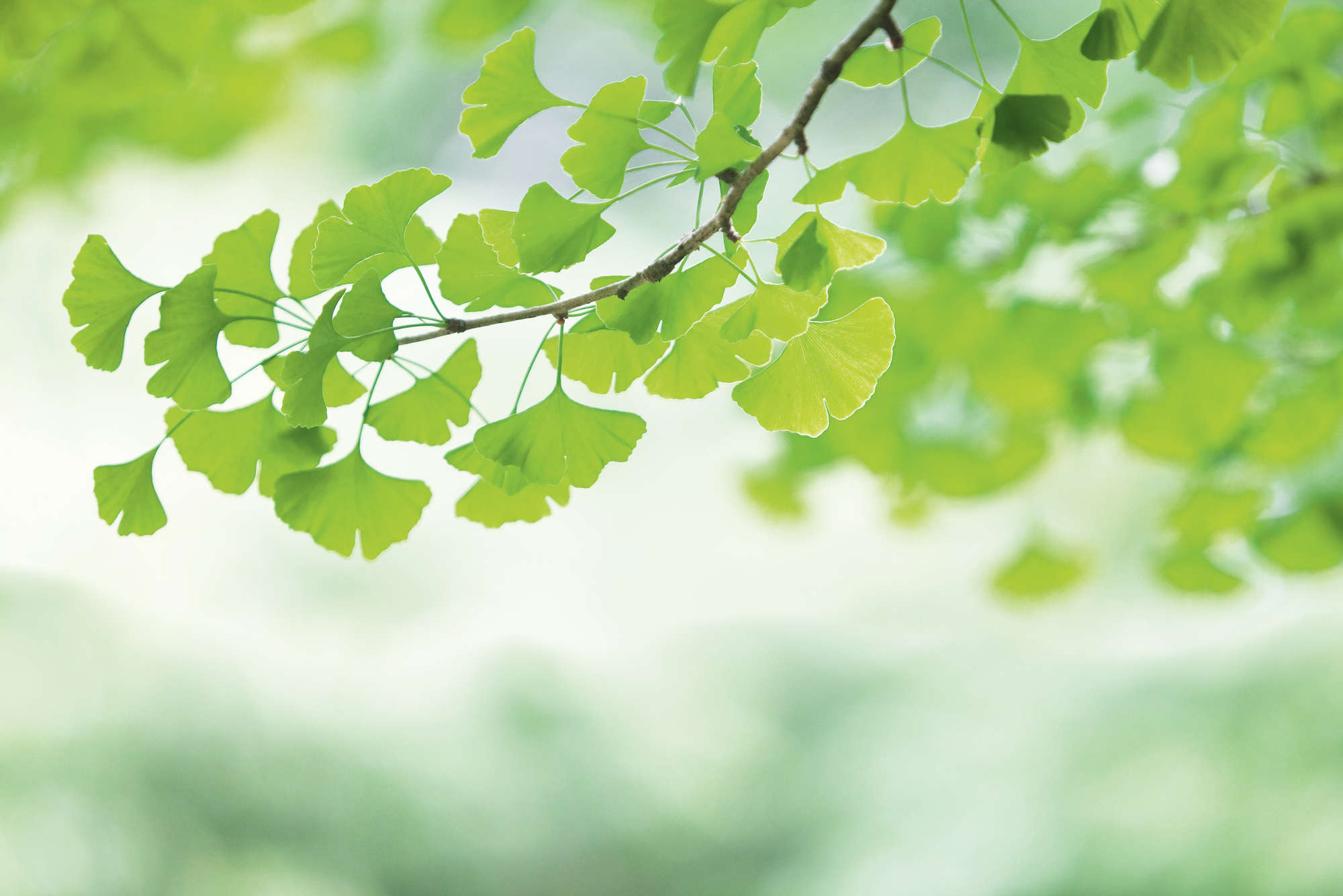             Carta da parati Ginkgo - Ramo di foglie verde primavera
        