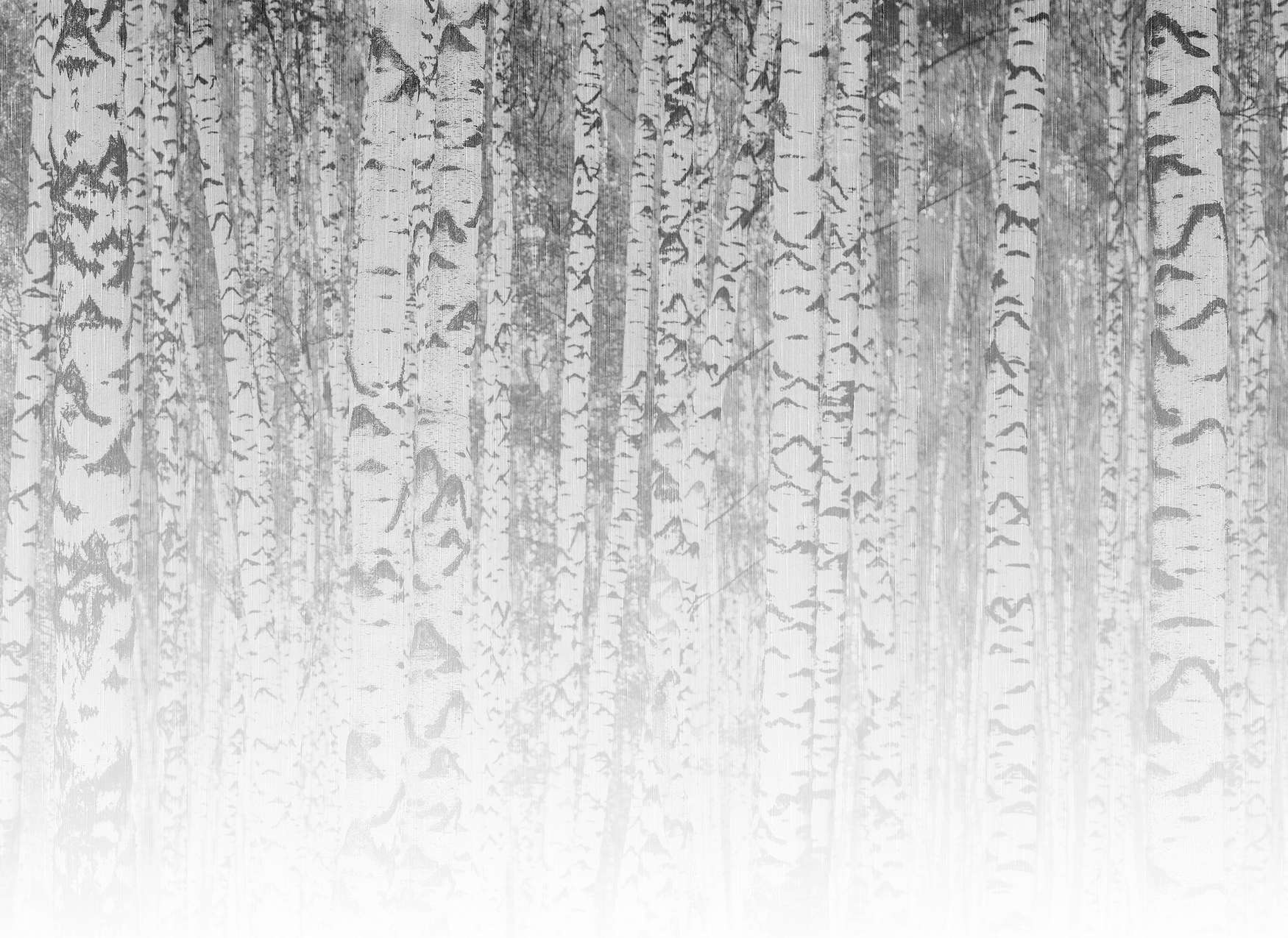             Digital behang lichte berkenstammen in mistig bos - zwart en wit
        