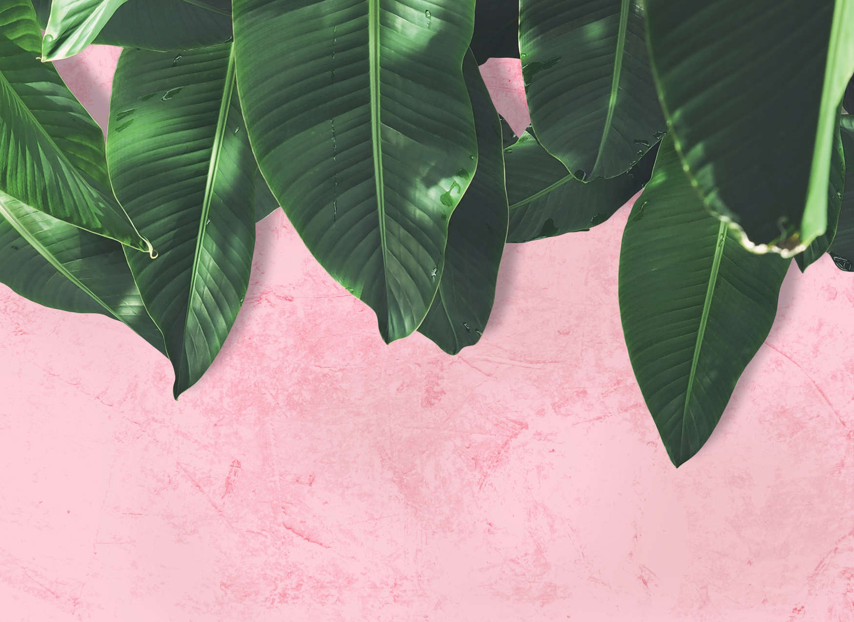             Digital behang tropisch gebladerte - Roze, Groen
        