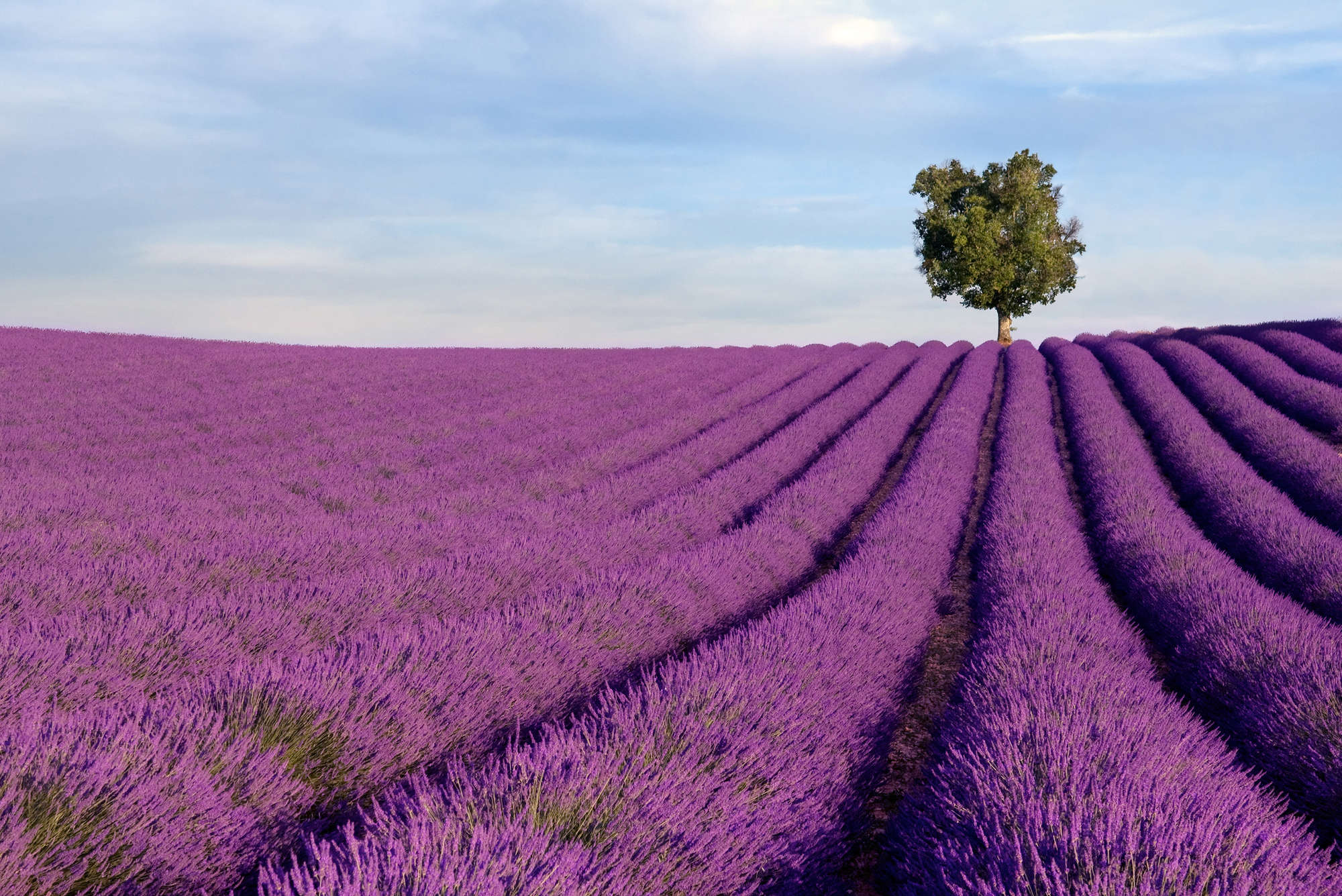             Natuur Onderlaag behang Lavendel Field - Mat Glad Vlies
        