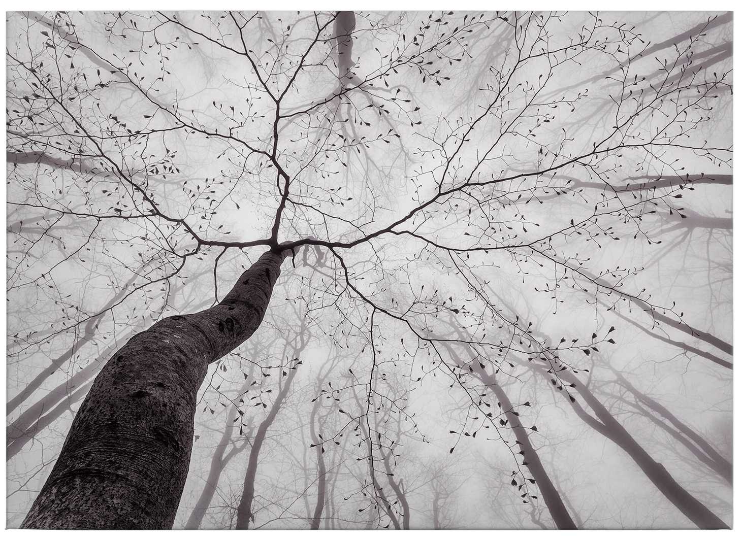             Black and white canvas print tree tops in the fog
        