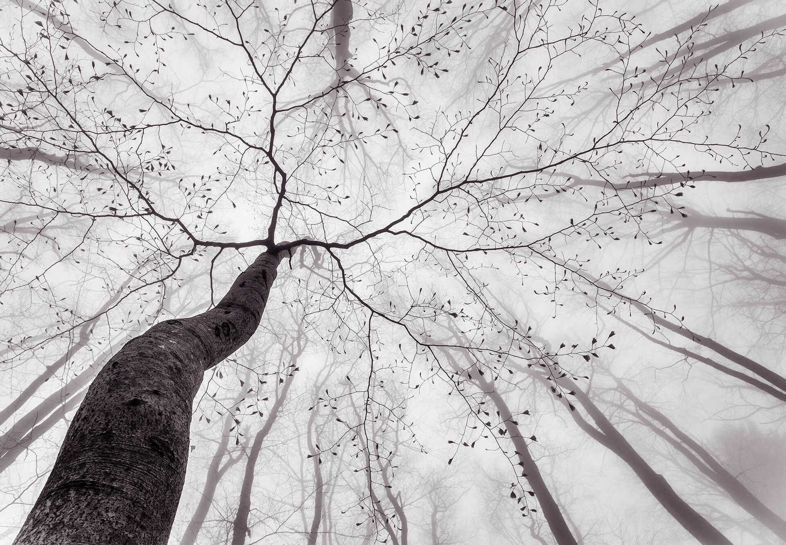 Papier peint nature Cimes d'arbres dans la brume - gris, blanc
