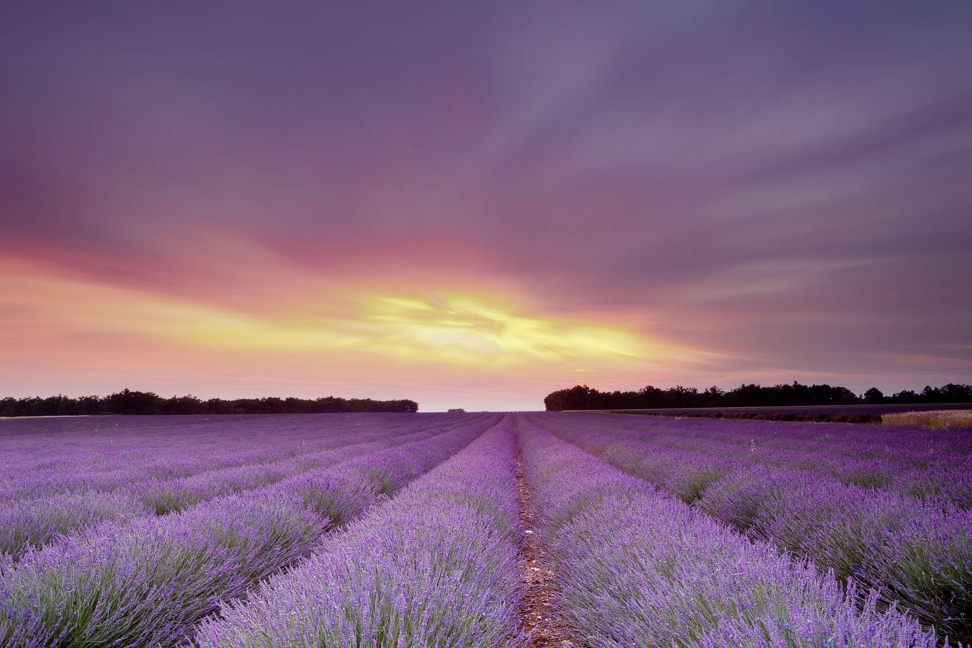             Natuur Onderlaag behang Lavendelveld in Zonsondergang - Premium Glad Vlies
        