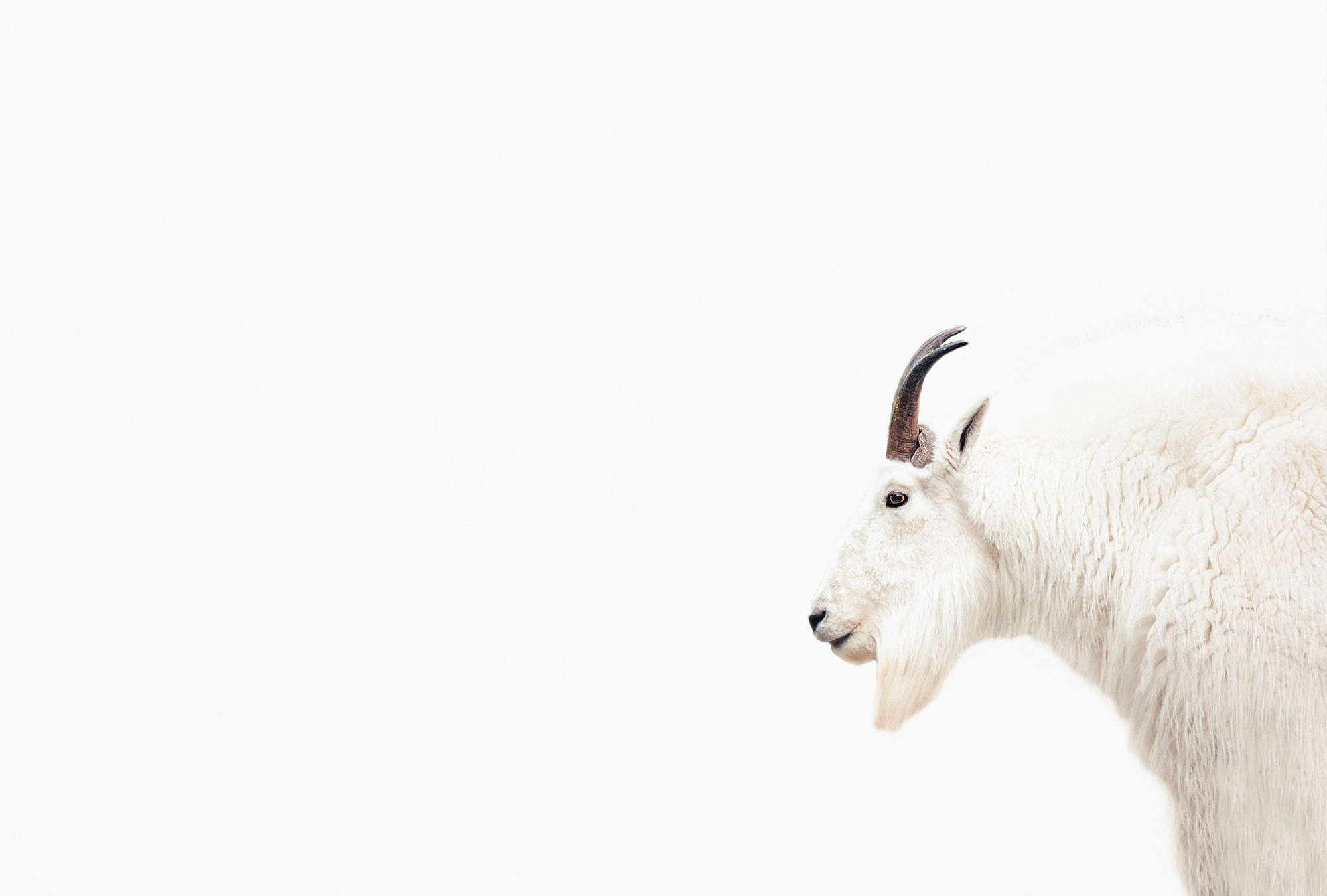             Papier peint panoramique blanc avec portrait de chèvre en design XXL
        