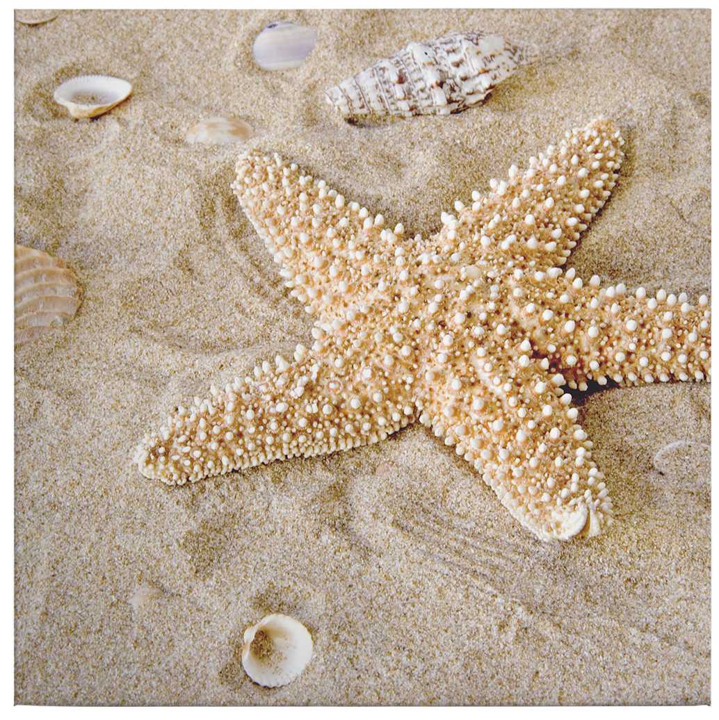             Quadro su tela Starfish in beige - 0,50 m x 0,50 m
        