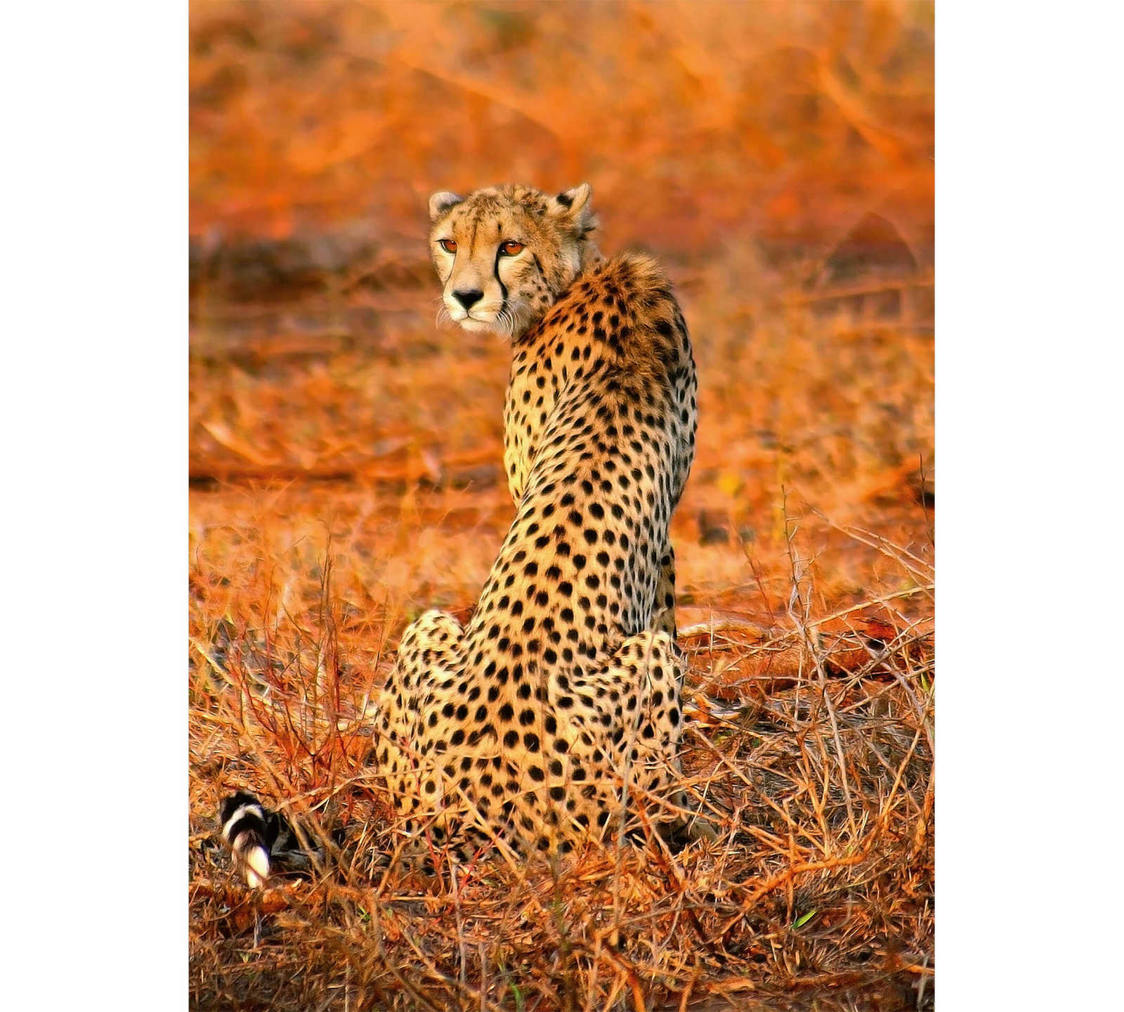         Safari mural animal leopard - yellow, orange, black
    