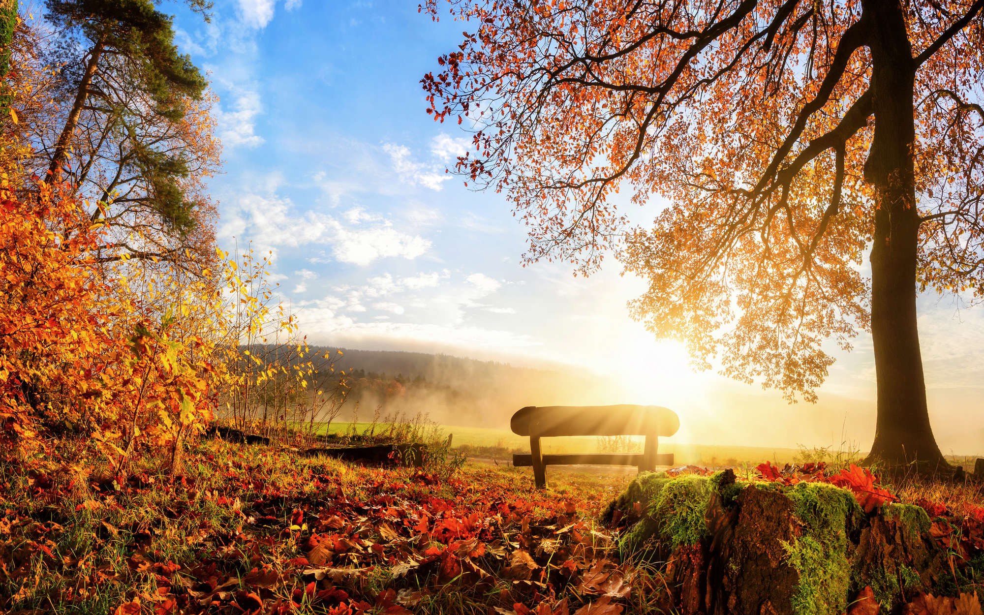             Digital behang bank in het bos op een herfstochtend - parelmoer glad vlies
        