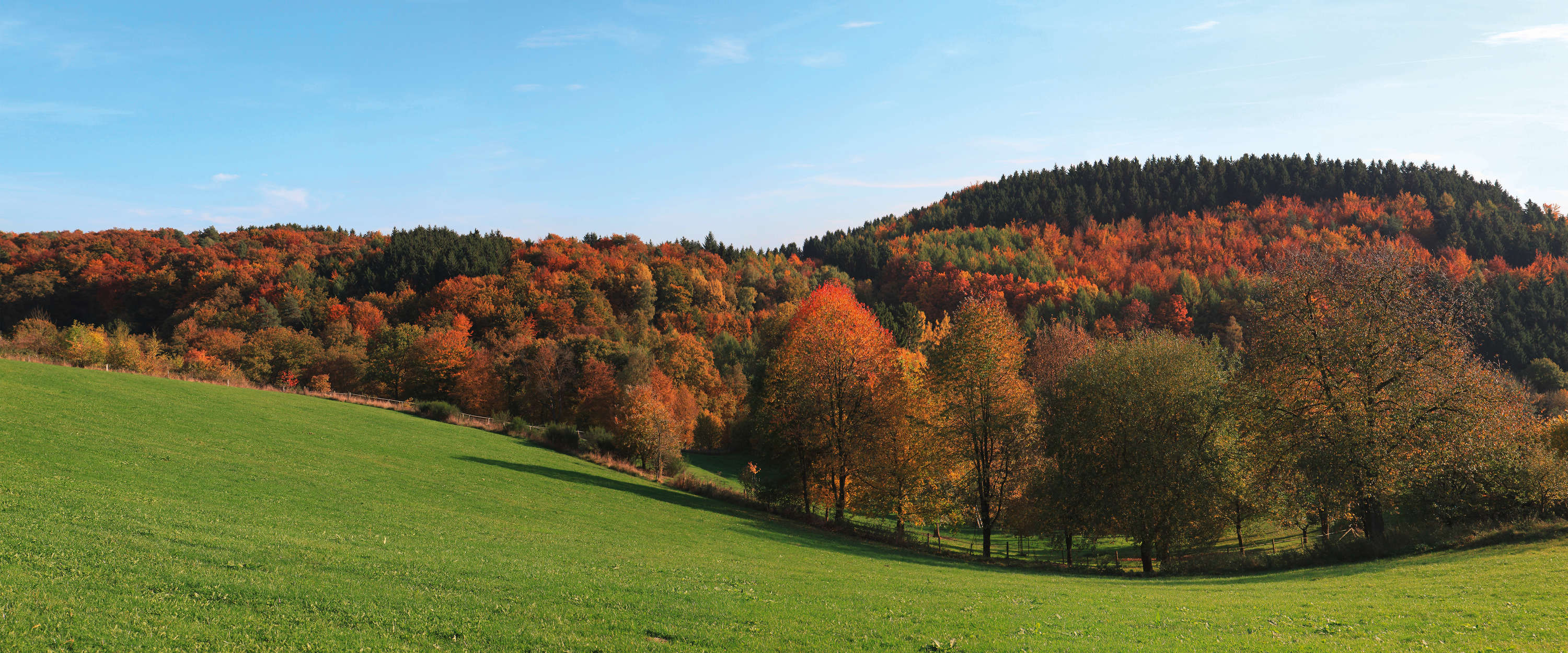             Fotomural Bosque y pradera - Colorido bosque caducifolio en otoño
        