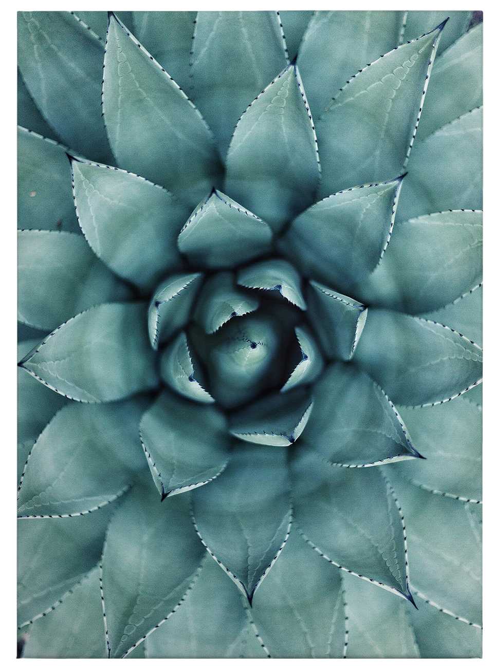             Canvas print Agave from above – green
        