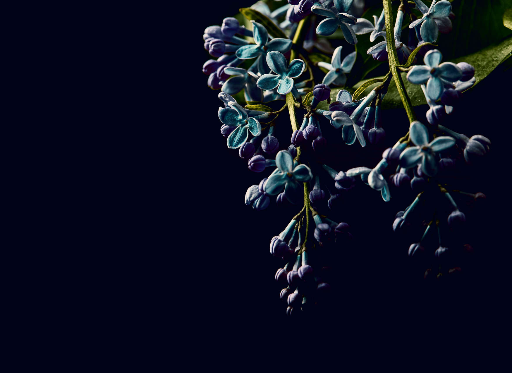             Fotomurali Fiori su sfondo nero Primo Piano - Blu, verde, nero
        