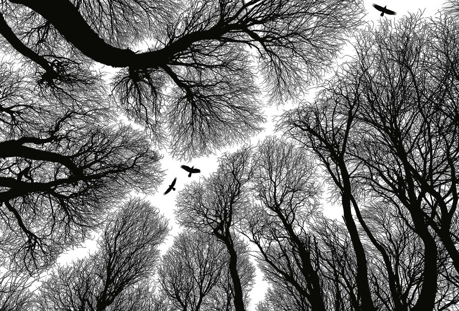 Photo wallpaper treetops black & white

