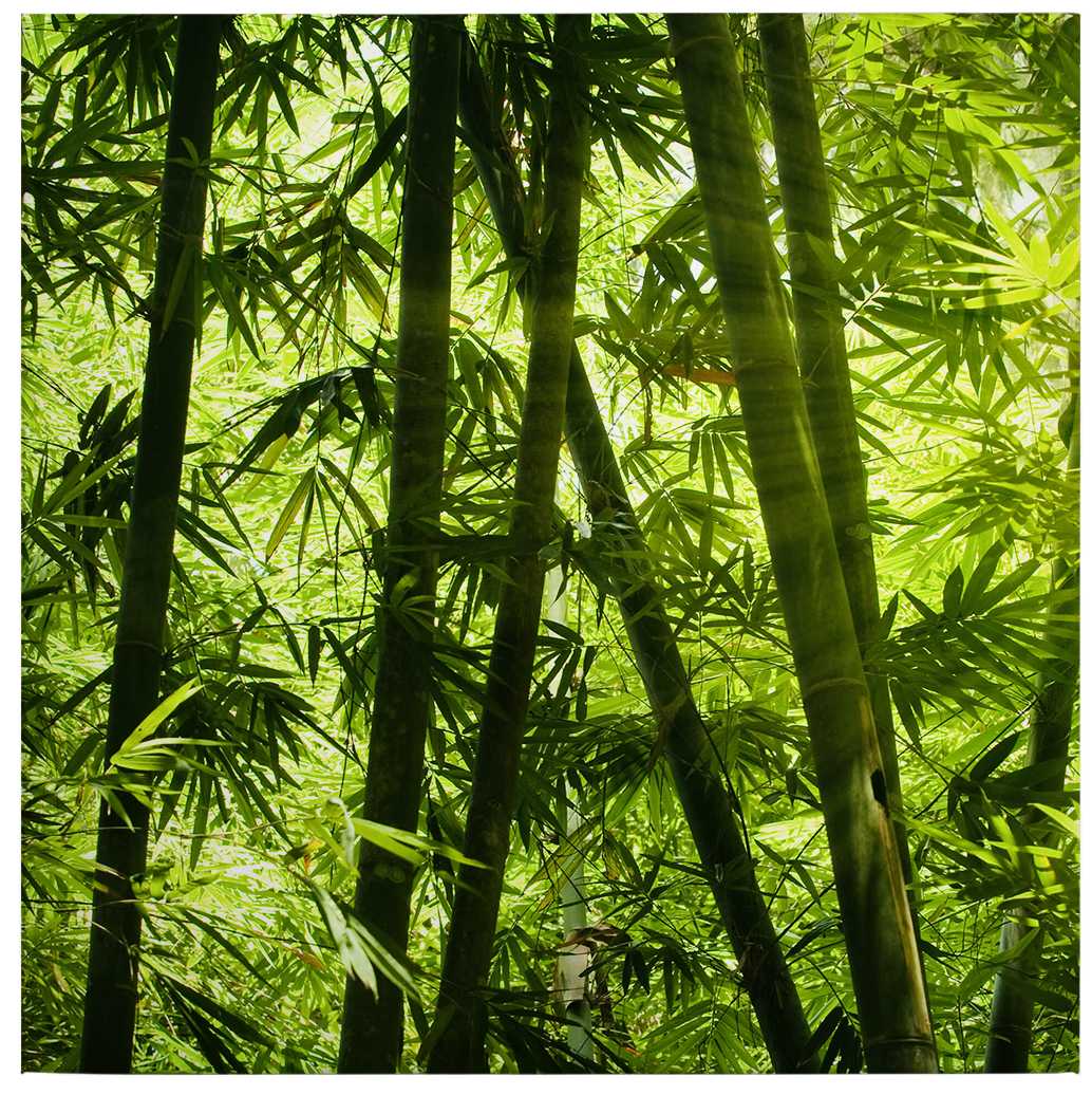             Quadro su tela con foresta di bambù e sole - 0,50 m x 0,50 m
        