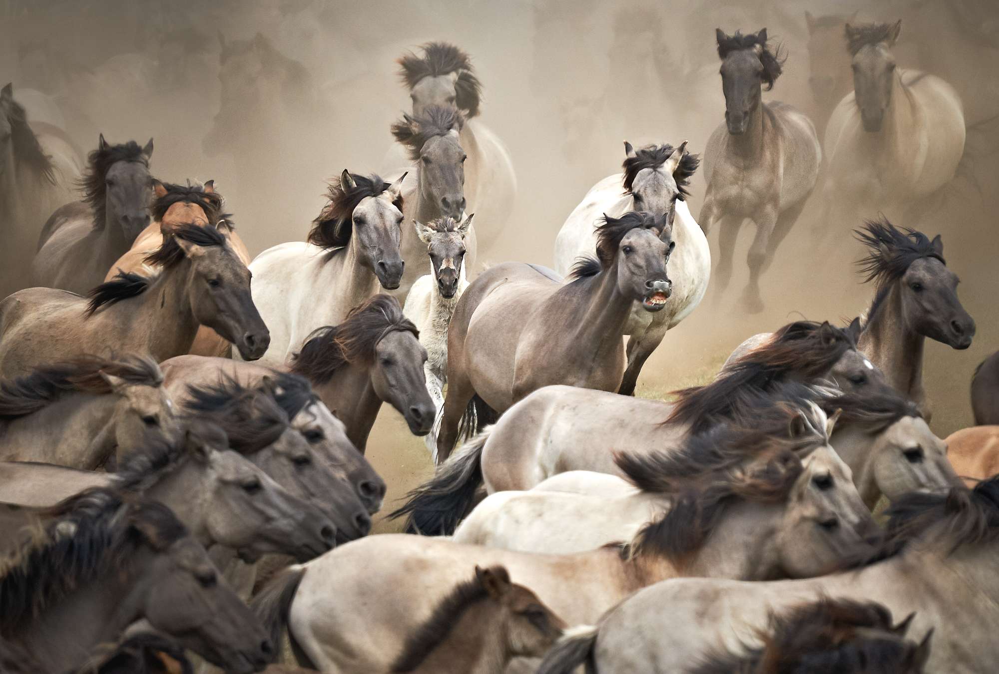             Photo wallpaper galloping wild horses - mustangs
        
