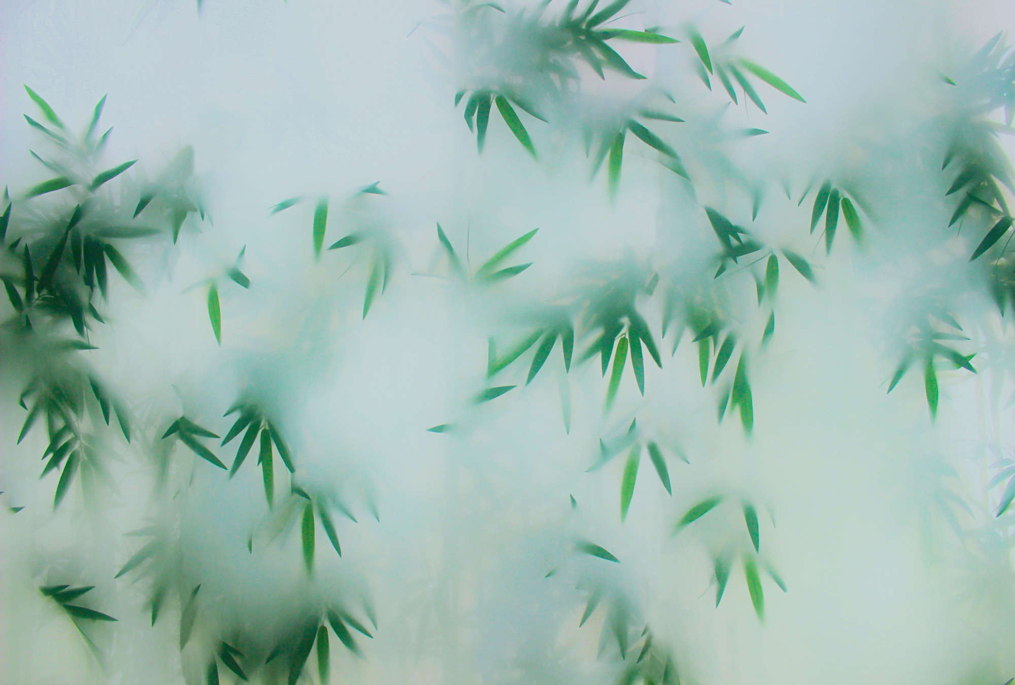             Panda Paradise 1 - Papel pintado de bambú Hojas verdes en la niebla
        
