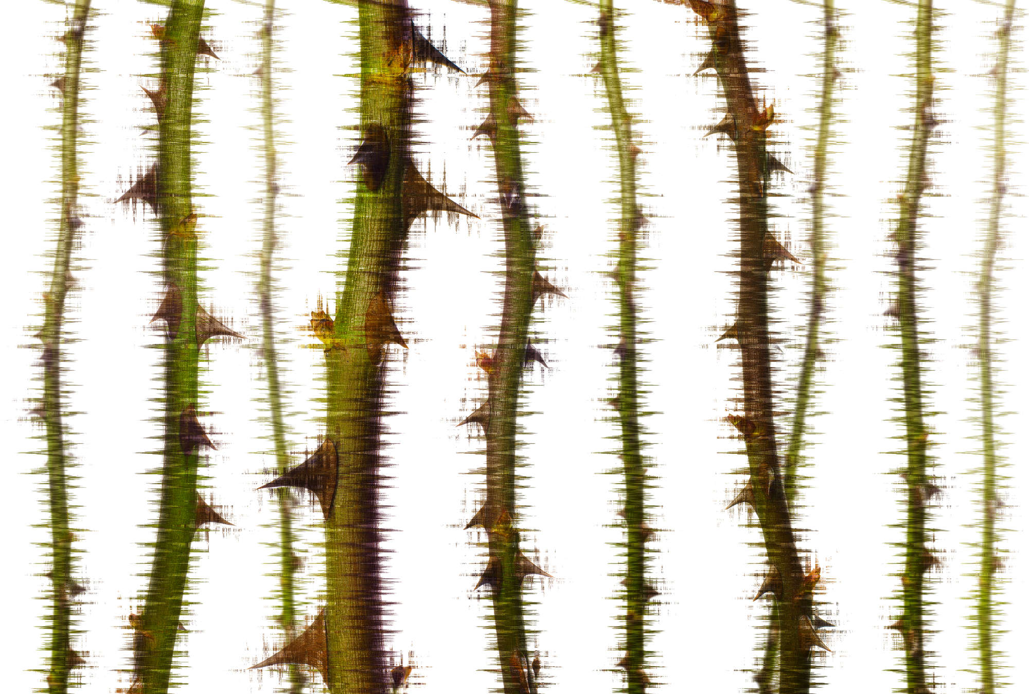             Papier peint panoramique vrilles d'épines naturel & insolite - vert, blanc, marron
        
