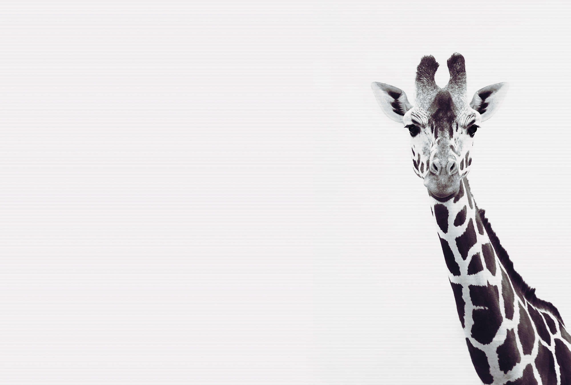             Papier peint girafe au design XXL noir et blanc
        