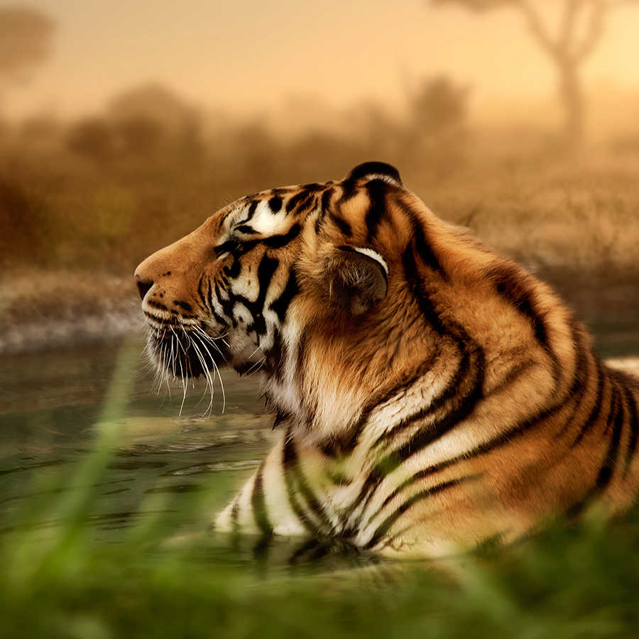 Mural del tigre en la naturaleza sobre vellón liso de nácar
