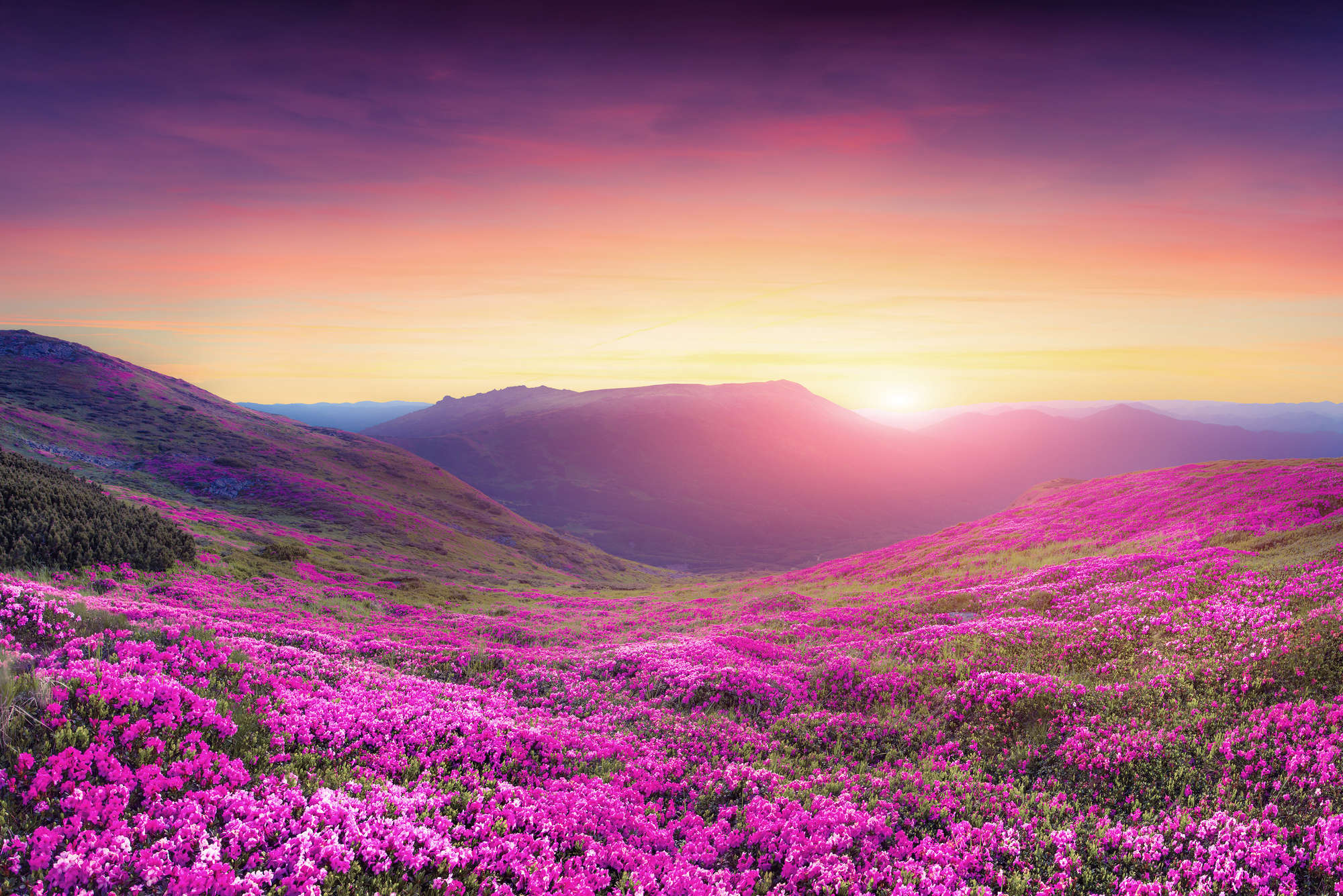             Papel pintado de la naturaleza prado de flores en las montañas en nácar liso
        