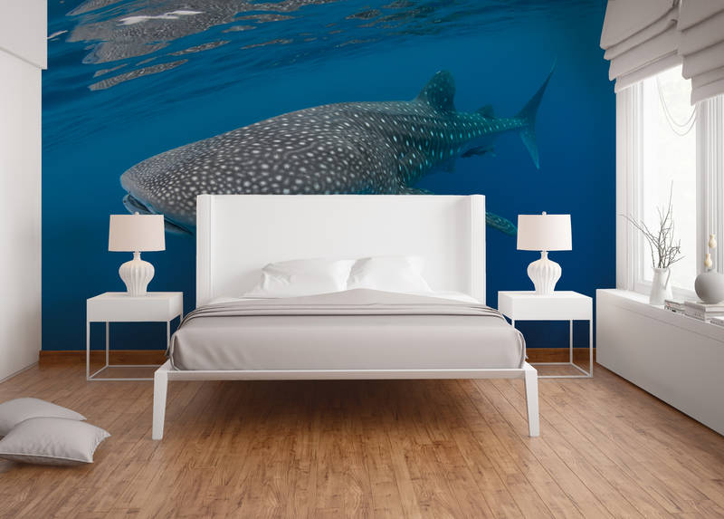             Mural de pared con motivo del tiburón ballena
        